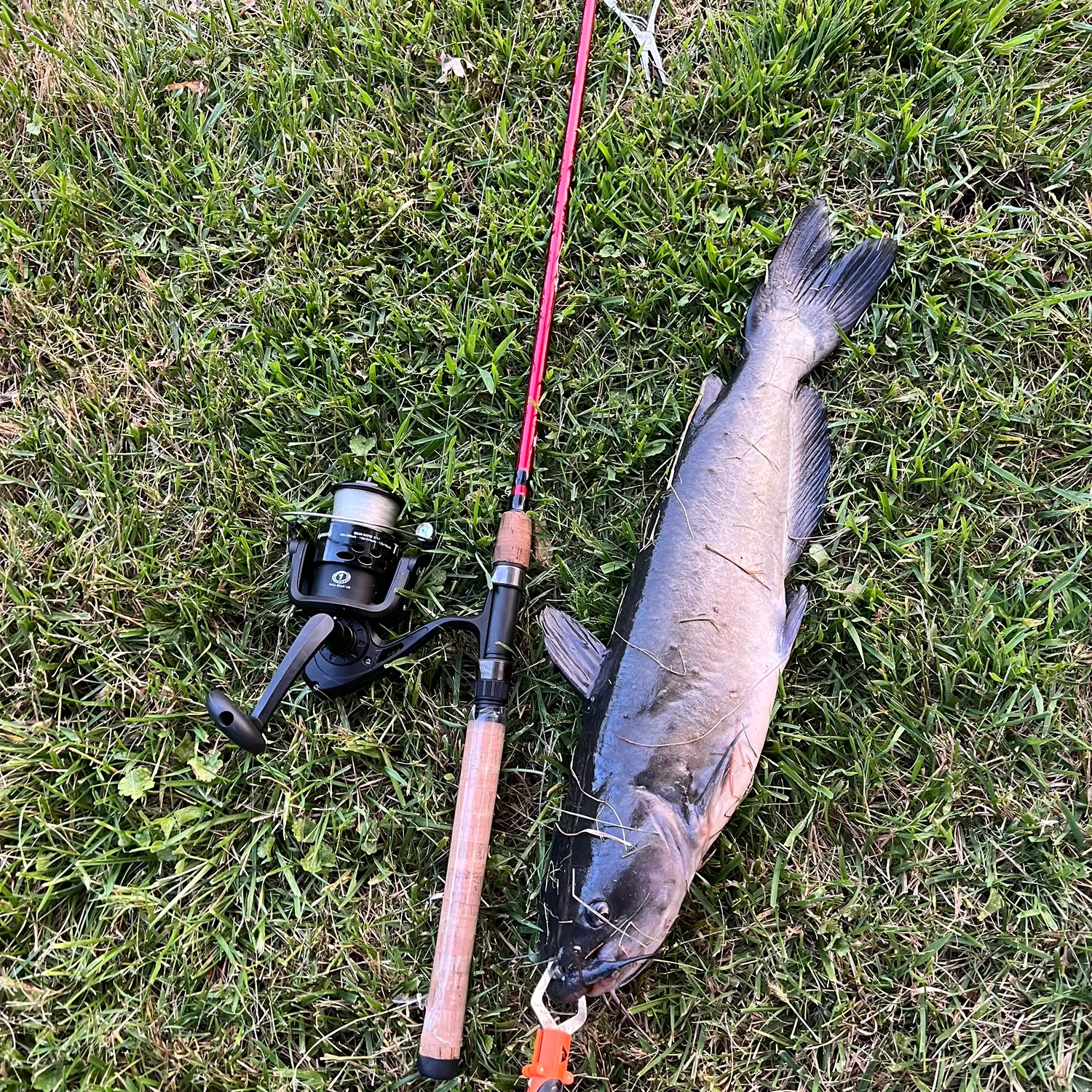 Channel catfish caught on Fishbrain