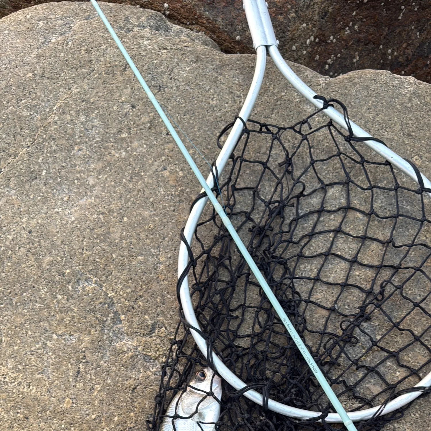 The most recent Fat snook catches on Fishbrain