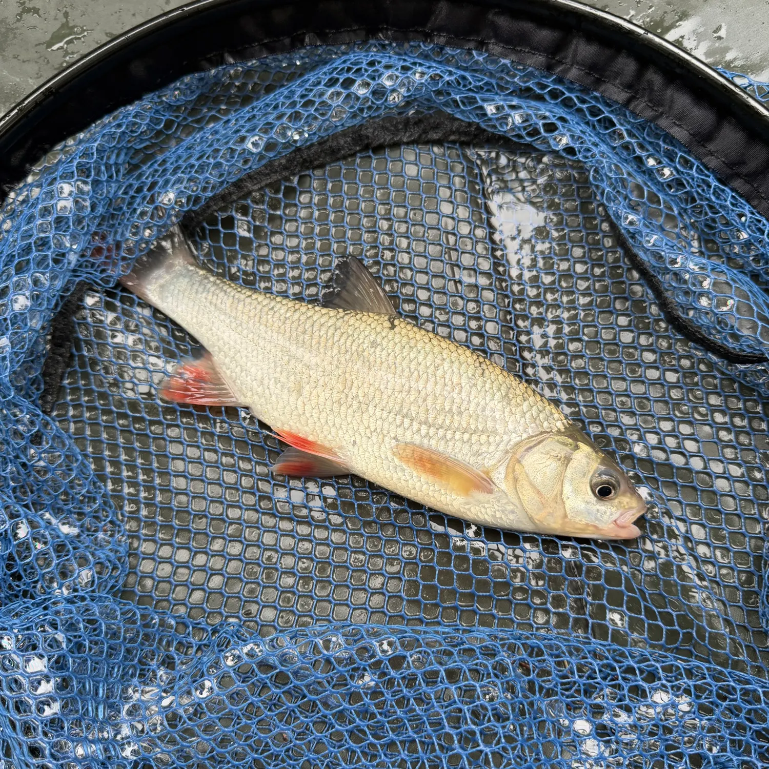 The most recent Ide catches on Fishbrain