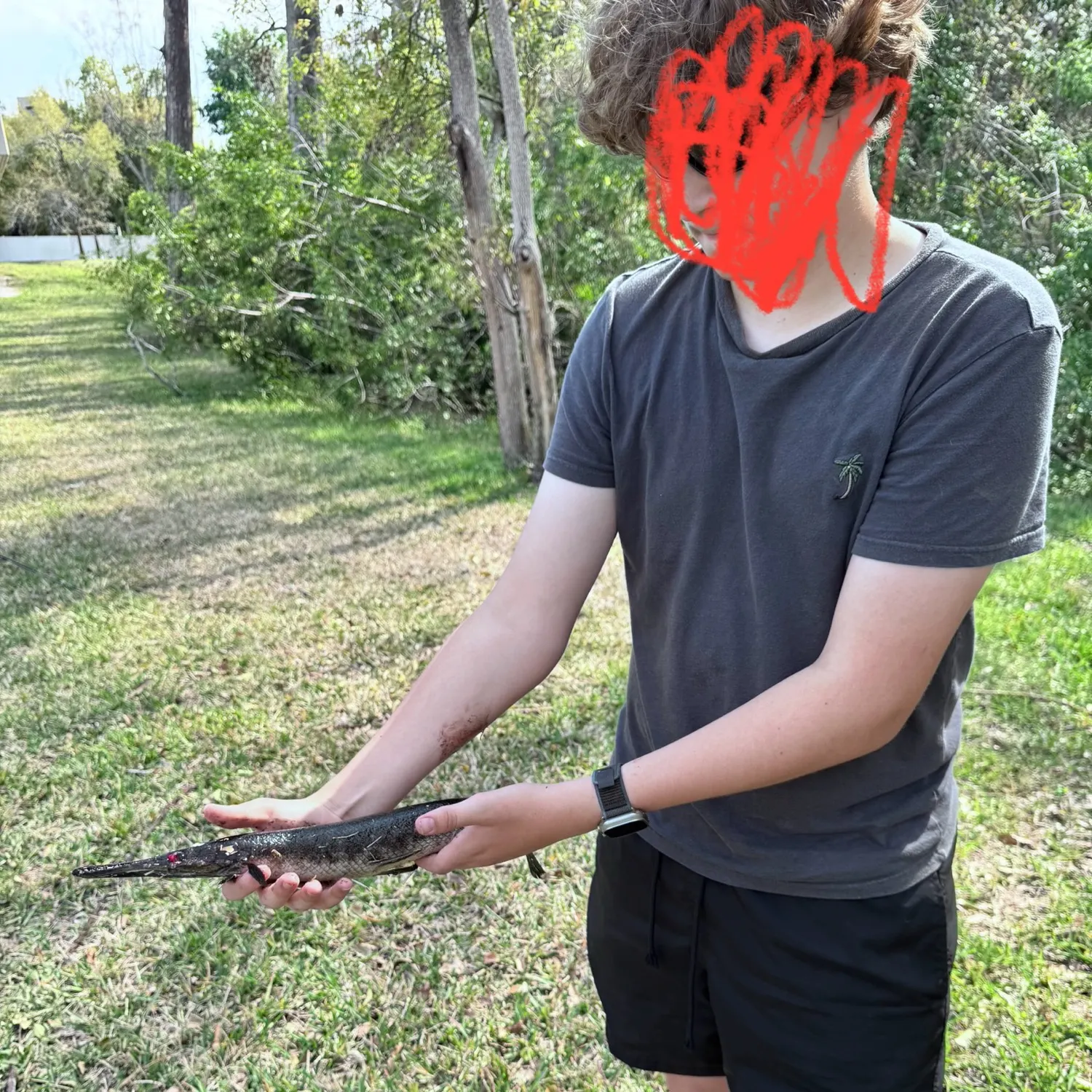 Spotted gar caught on Fishbrain
