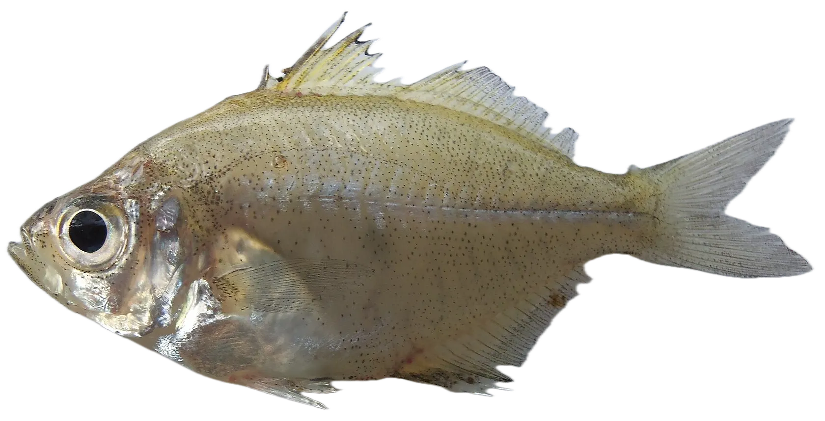 Siamese glassfish