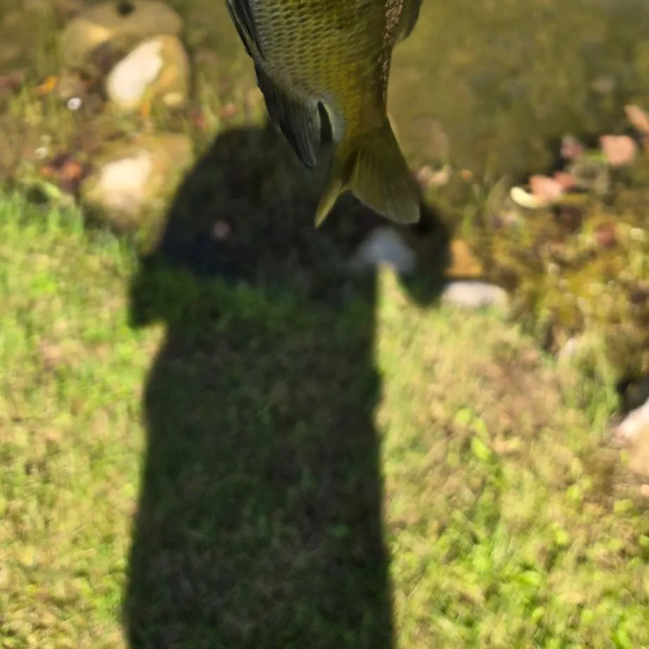 Bluegill caught on Fishbrain