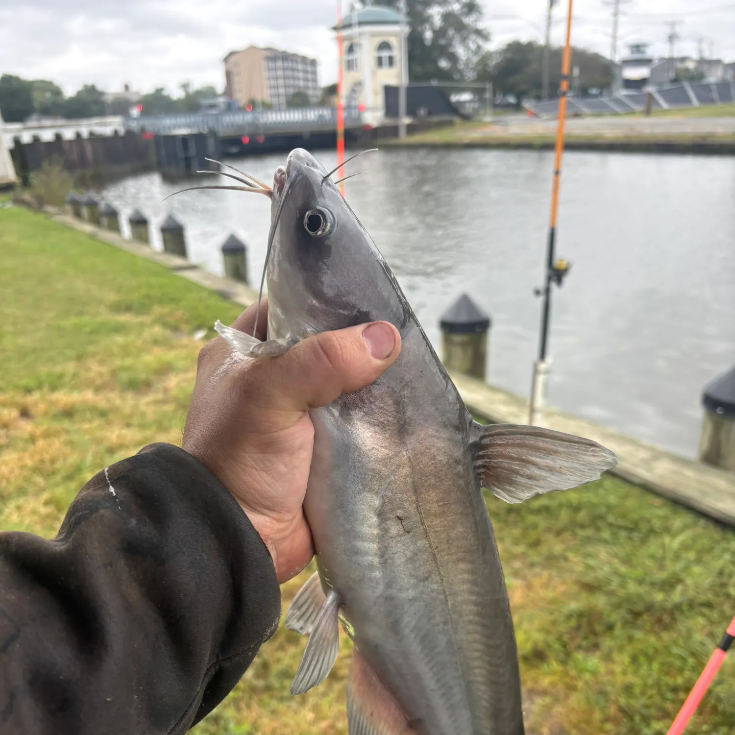 Channel catfish caught on Fishbrain