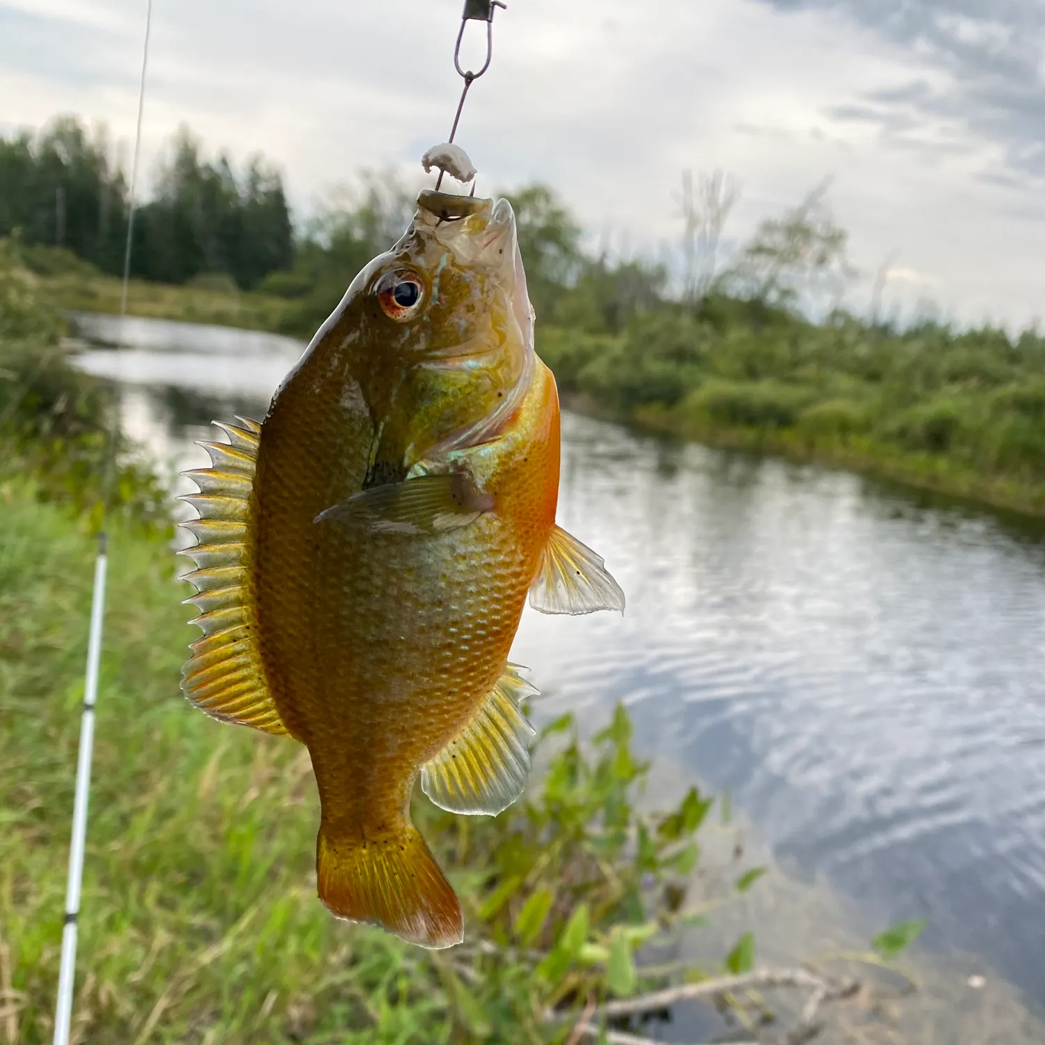 Redbreast sunfish caught on Fishbrain