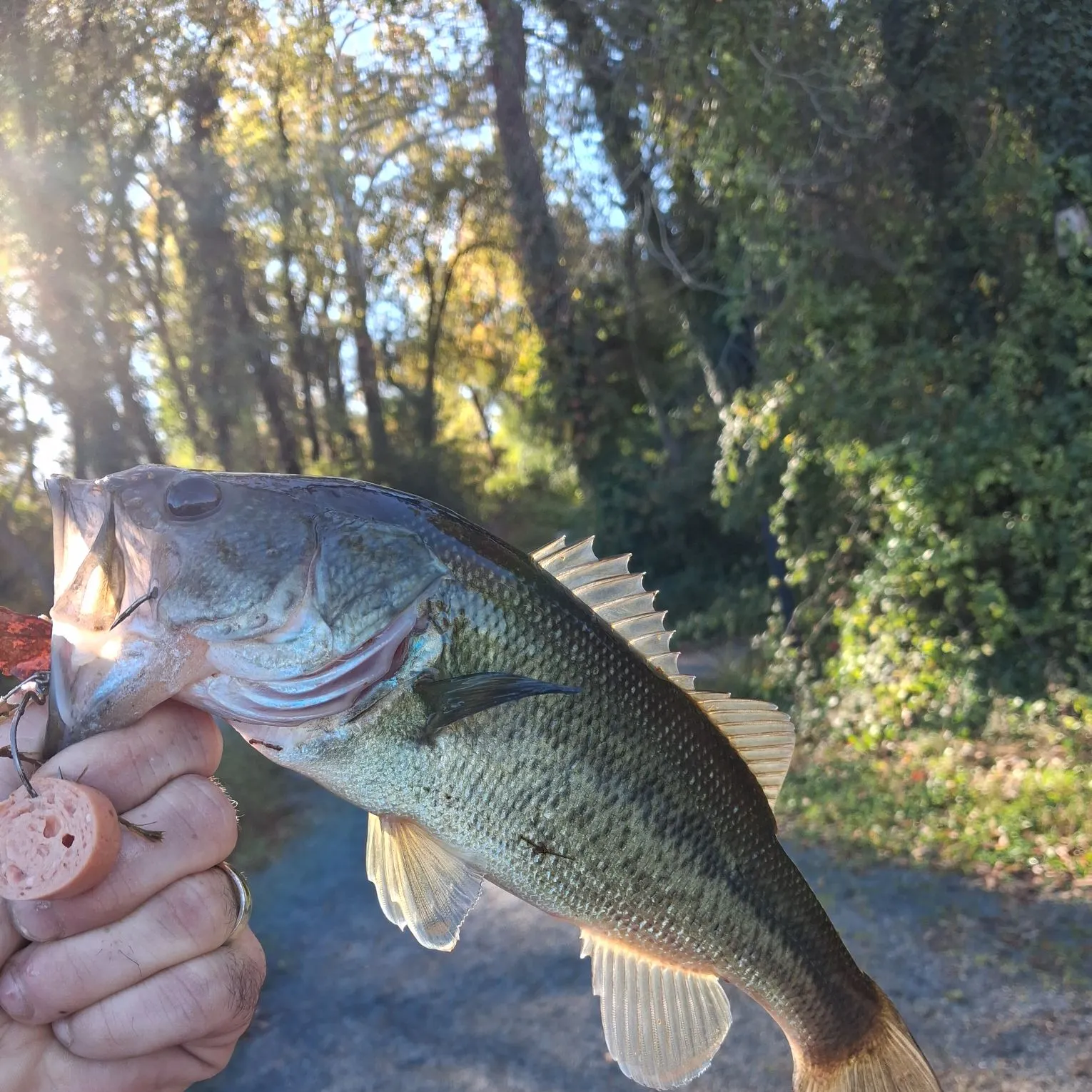 Largemouth bass caught on Fishbrain