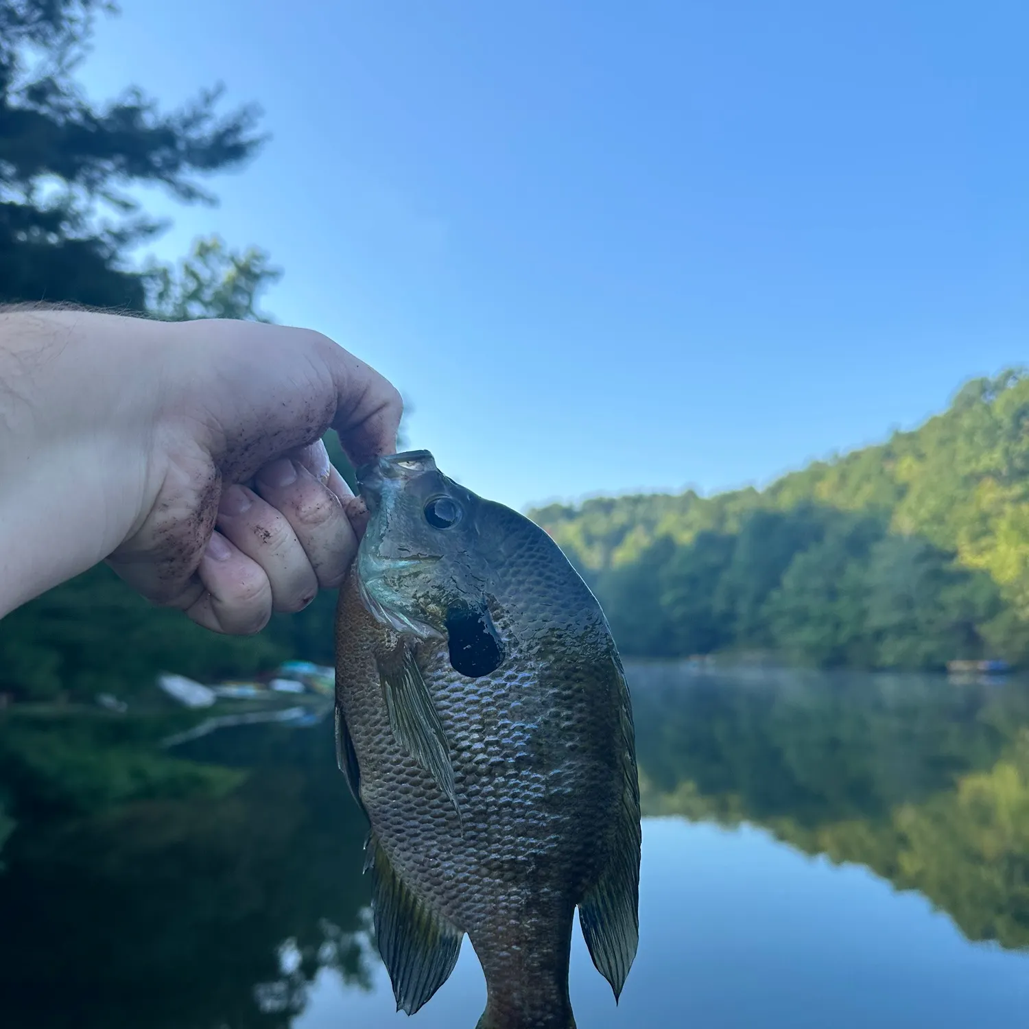 Bluegill caught on Fishbrain