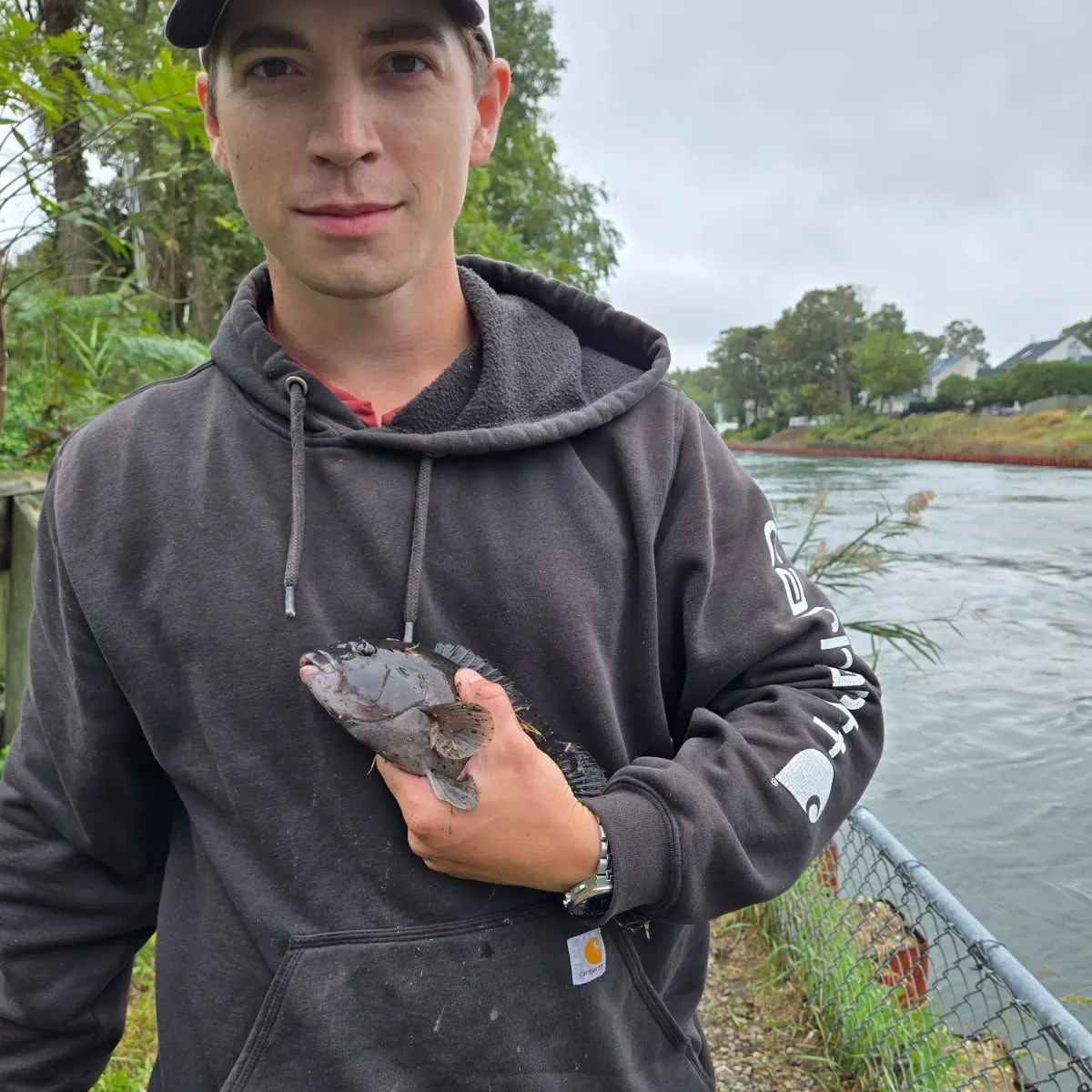 Tautog caught on Fishbrain