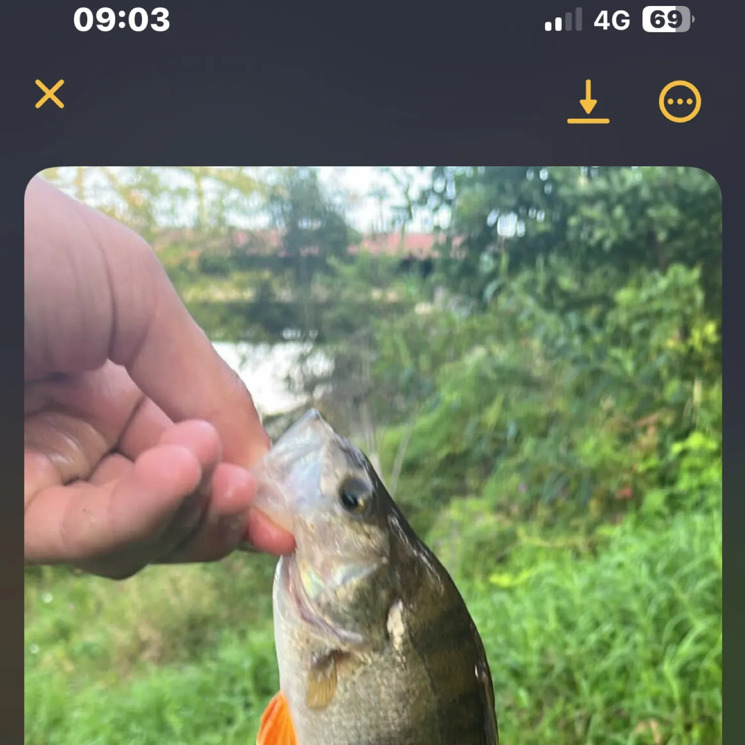 recently logged catches