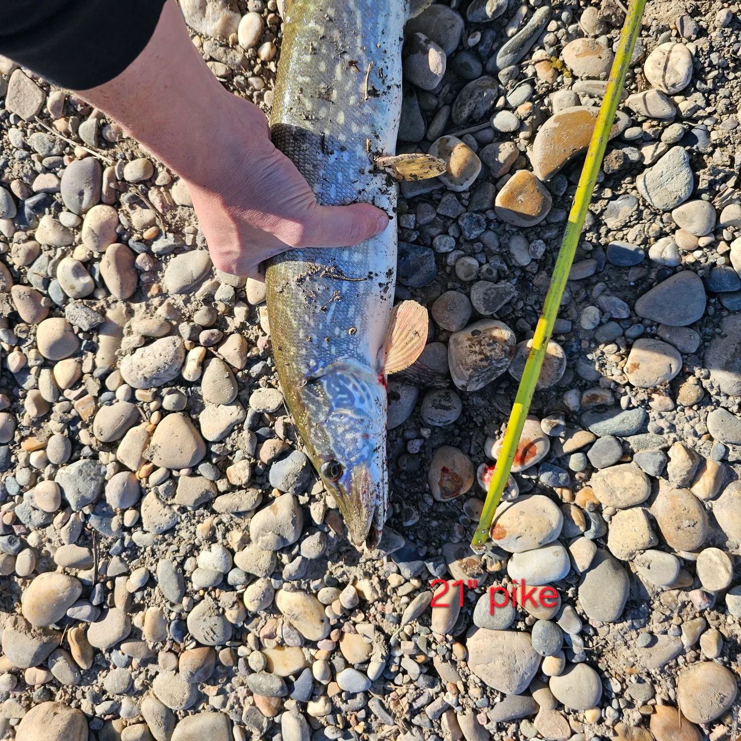 Northern pike caught on Fishbrain
