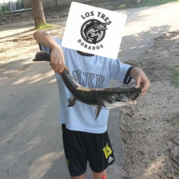 The most recent Barred sorubim catches on Fishbrain