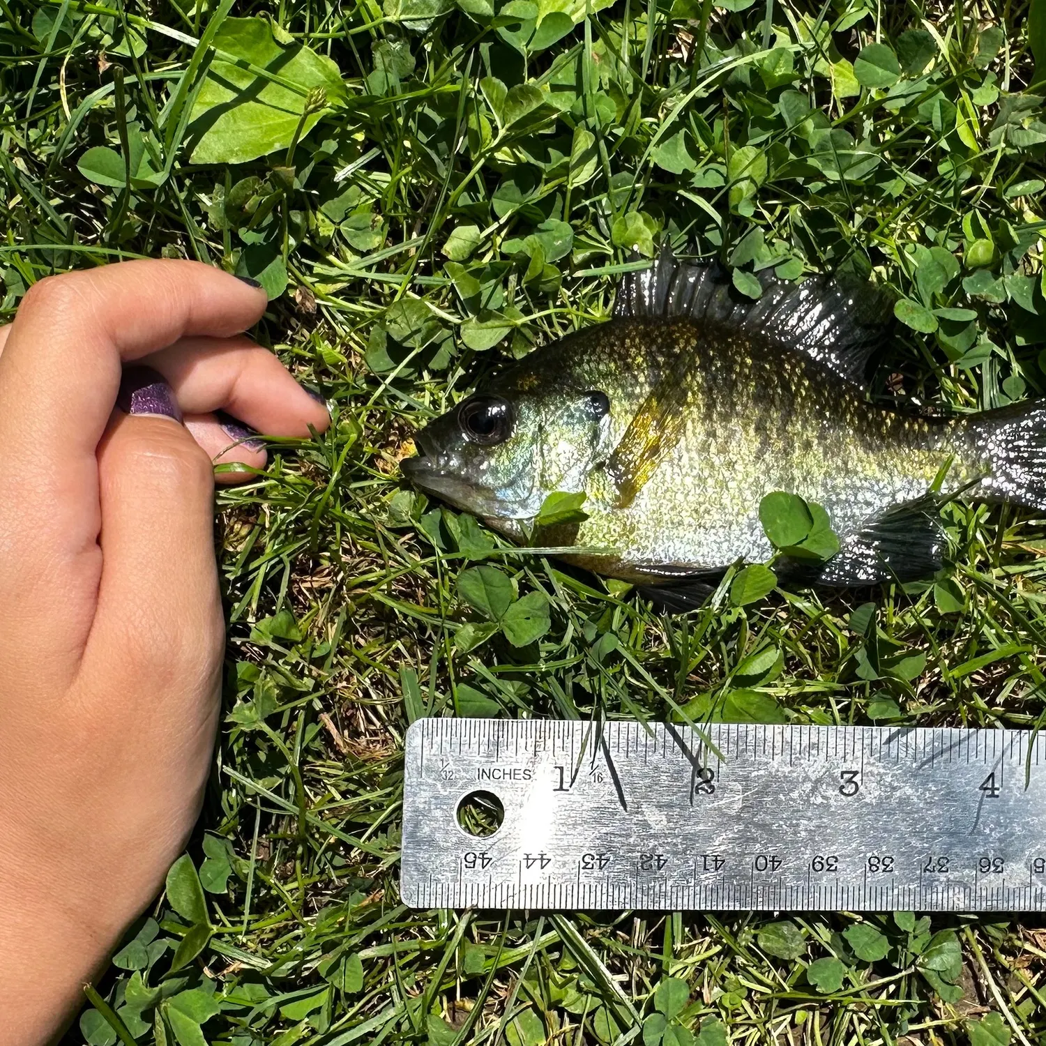 Bluegill caught on Fishbrain