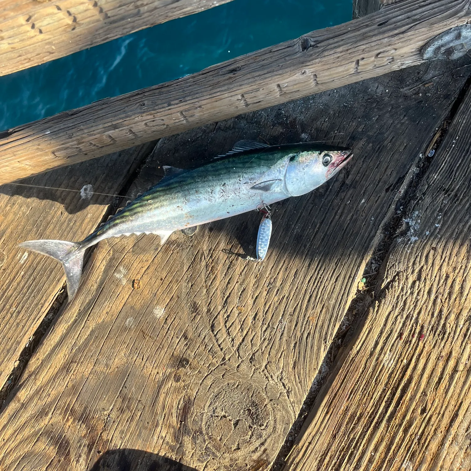 The most recent Pacific bonito catches on Fishbrain