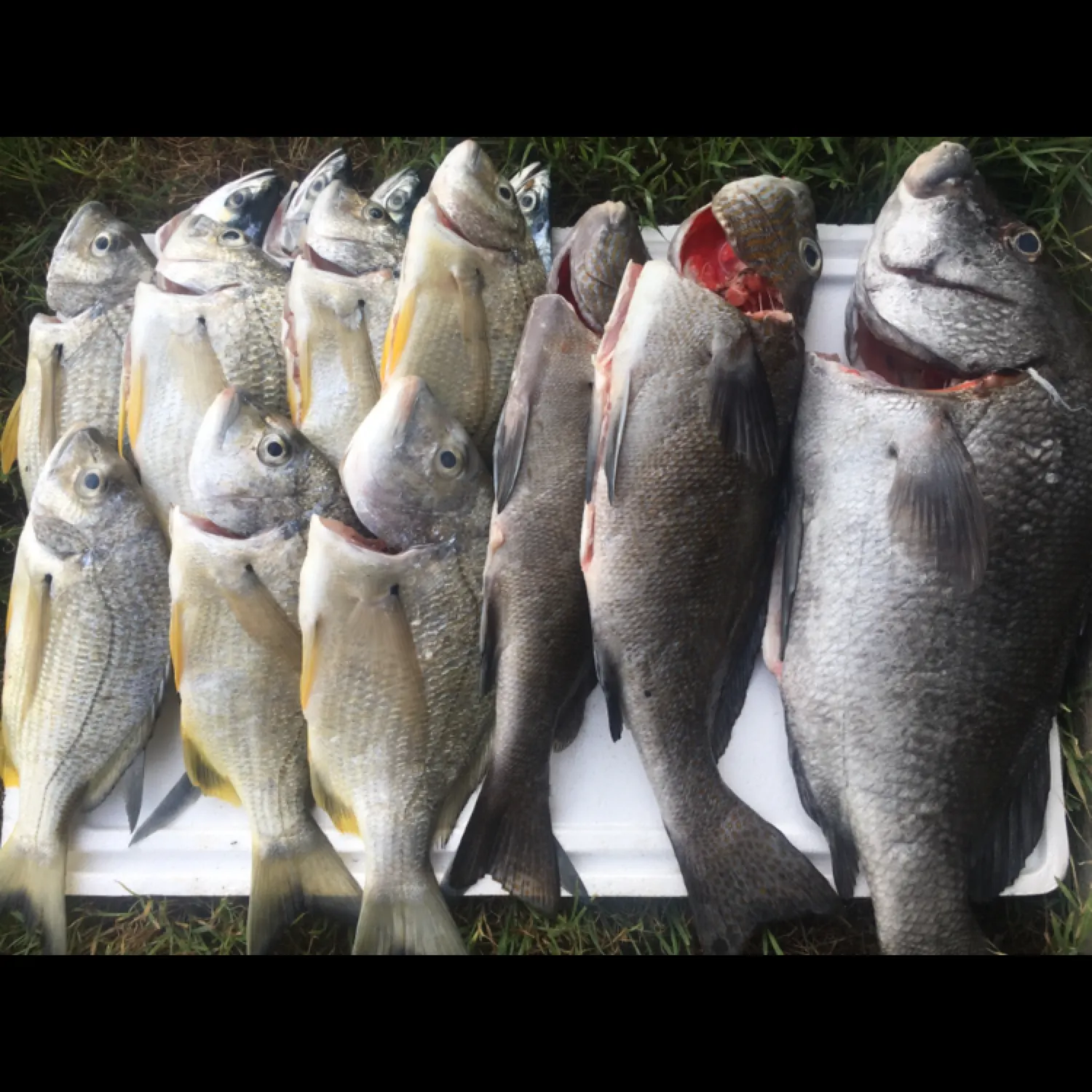 recently logged catches