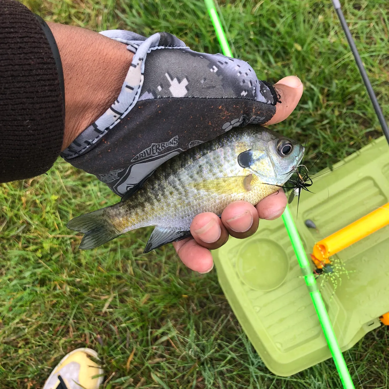 Bluegill caught on Fishbrain