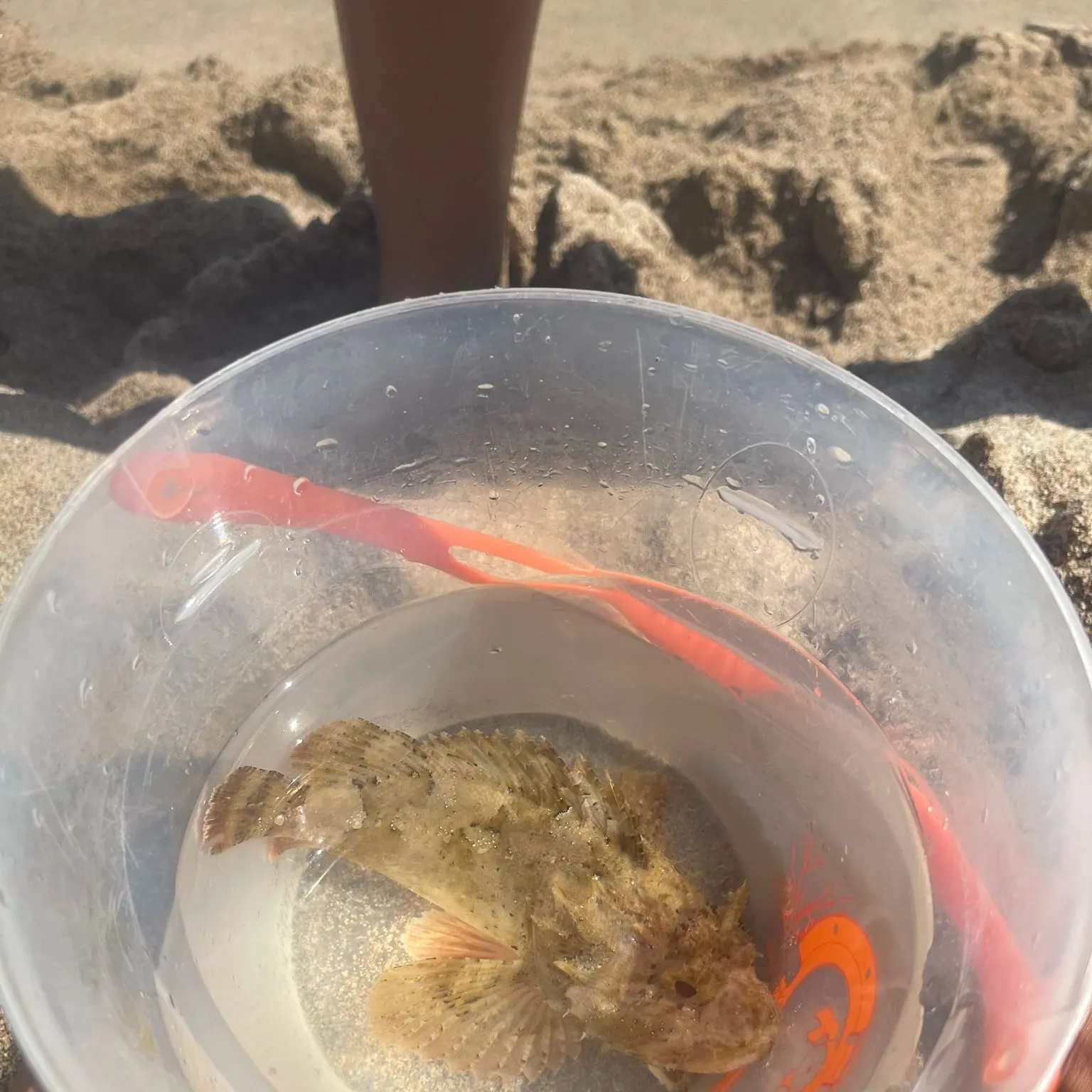 The most recent Pacific spotted scorpionfish catches on Fishbrain