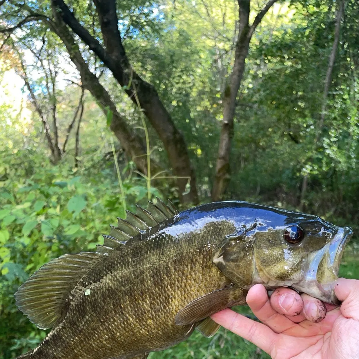 Smallmouth bass caught on Fishbrain