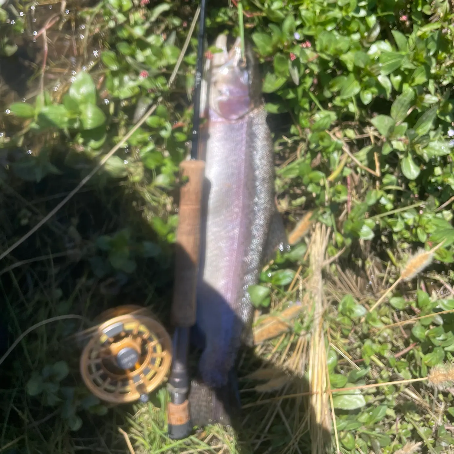 Rainbow trout caught on Fishbrain