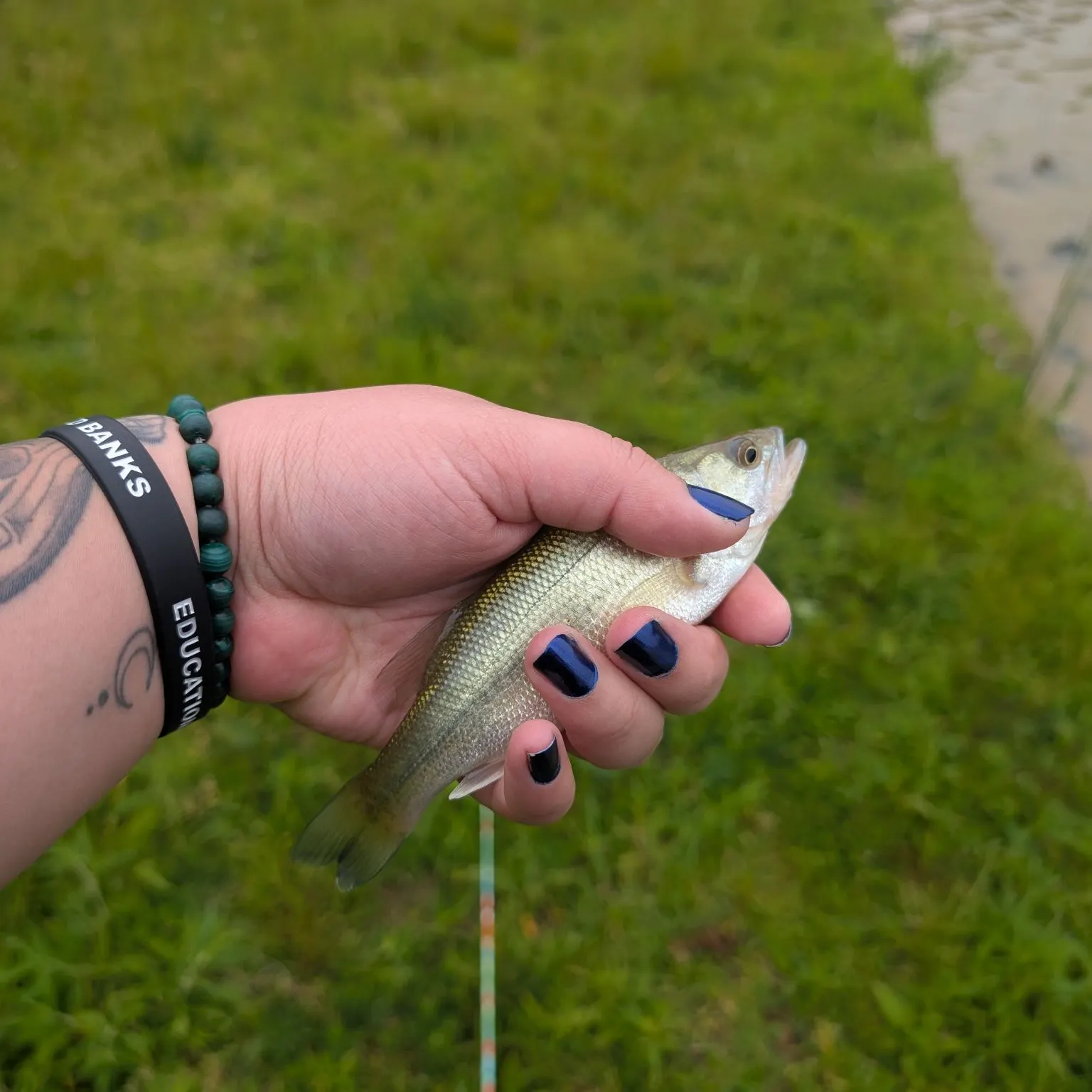 The most recent Silver perch catches on Fishbrain