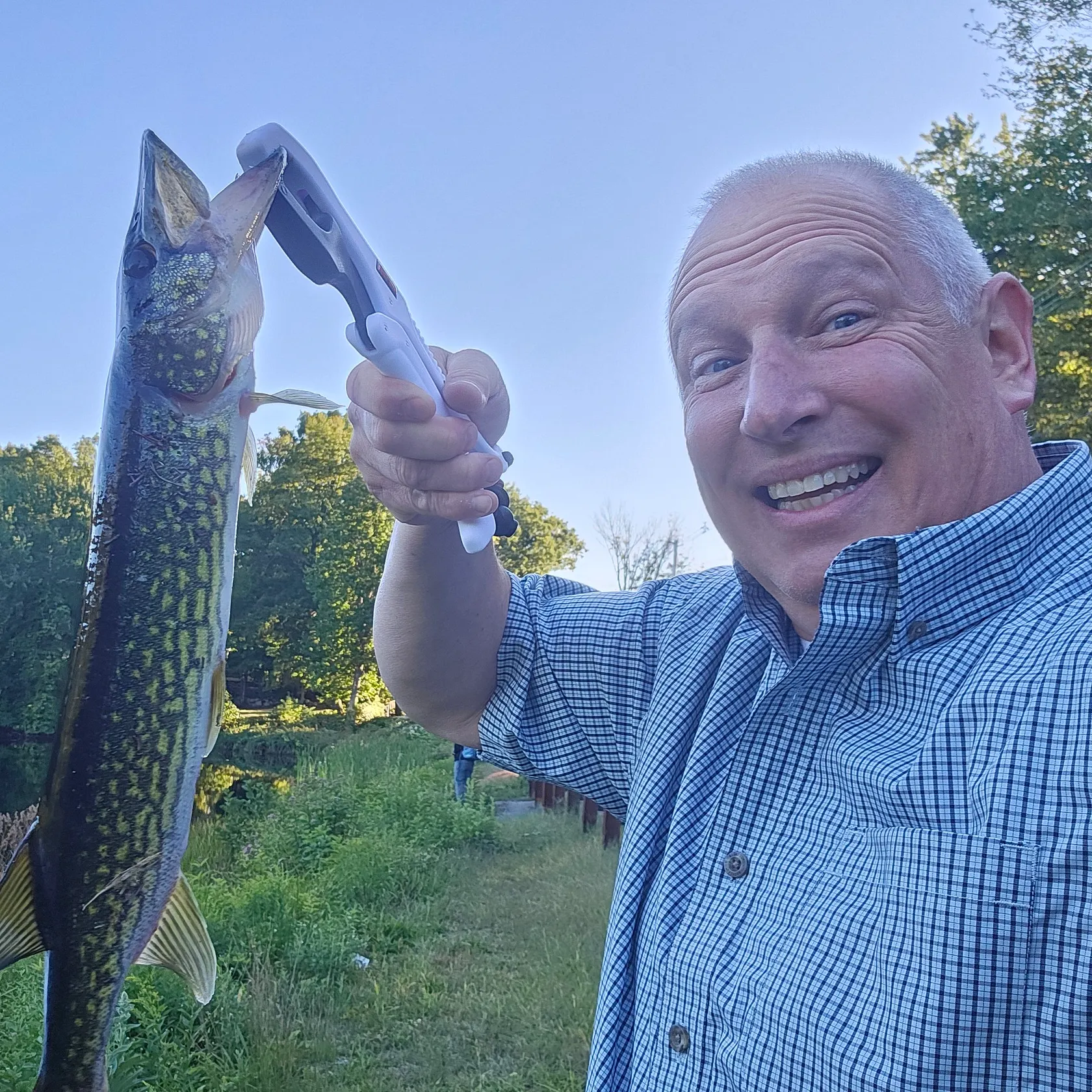 Chain pickerel caught on Fishbrain