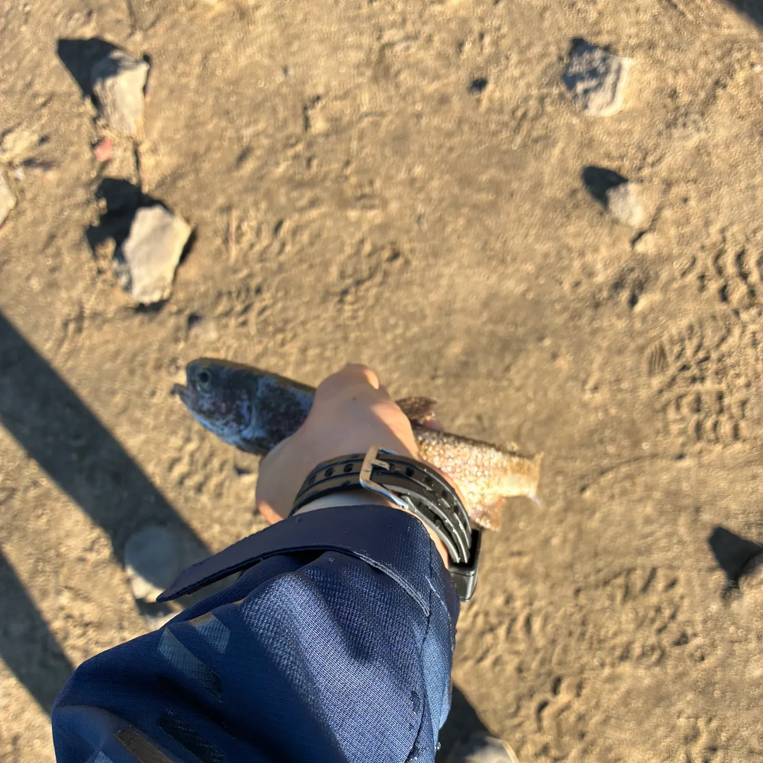 Rainbow trout caught on Fishbrain
