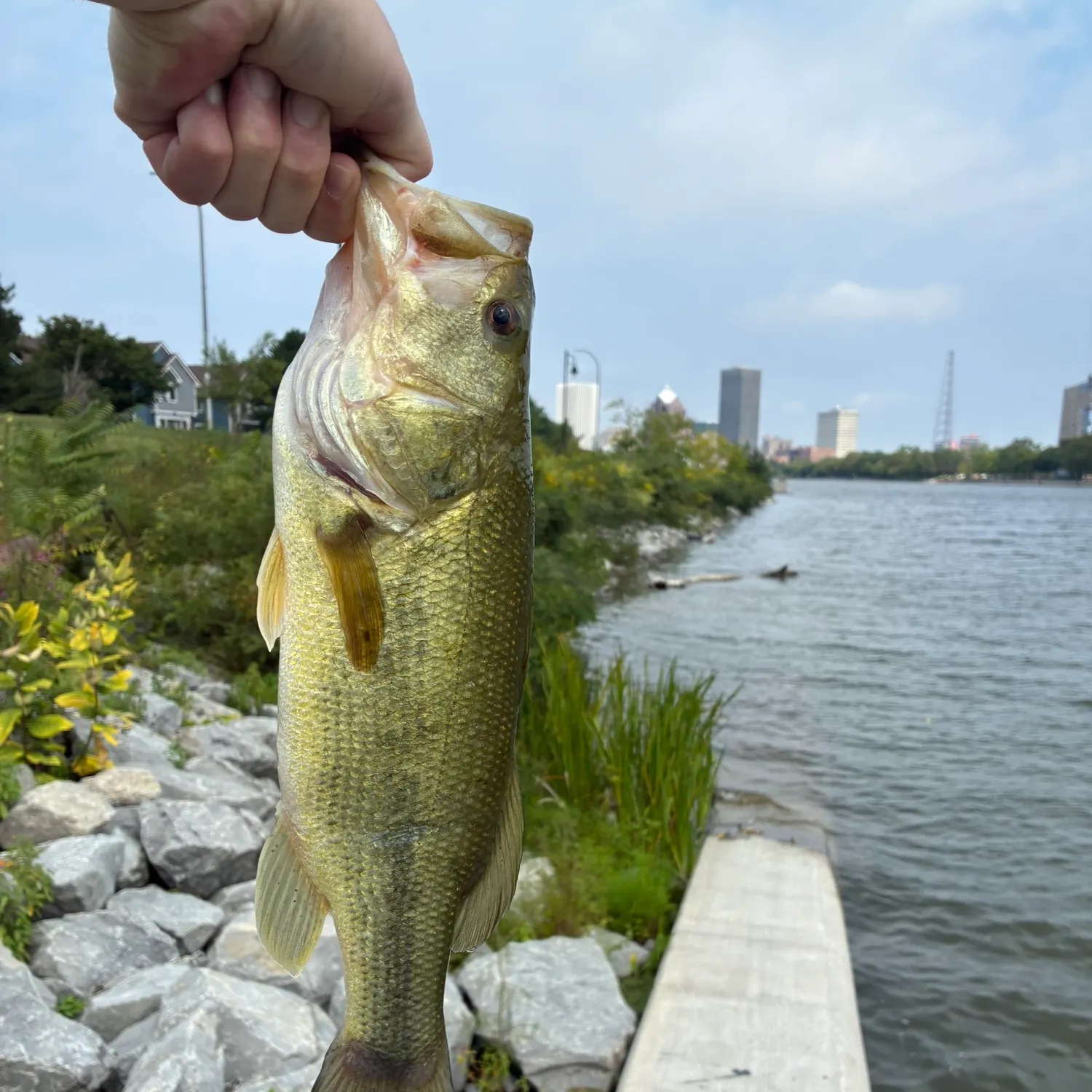 Largemouth bass caught on Fishbrain