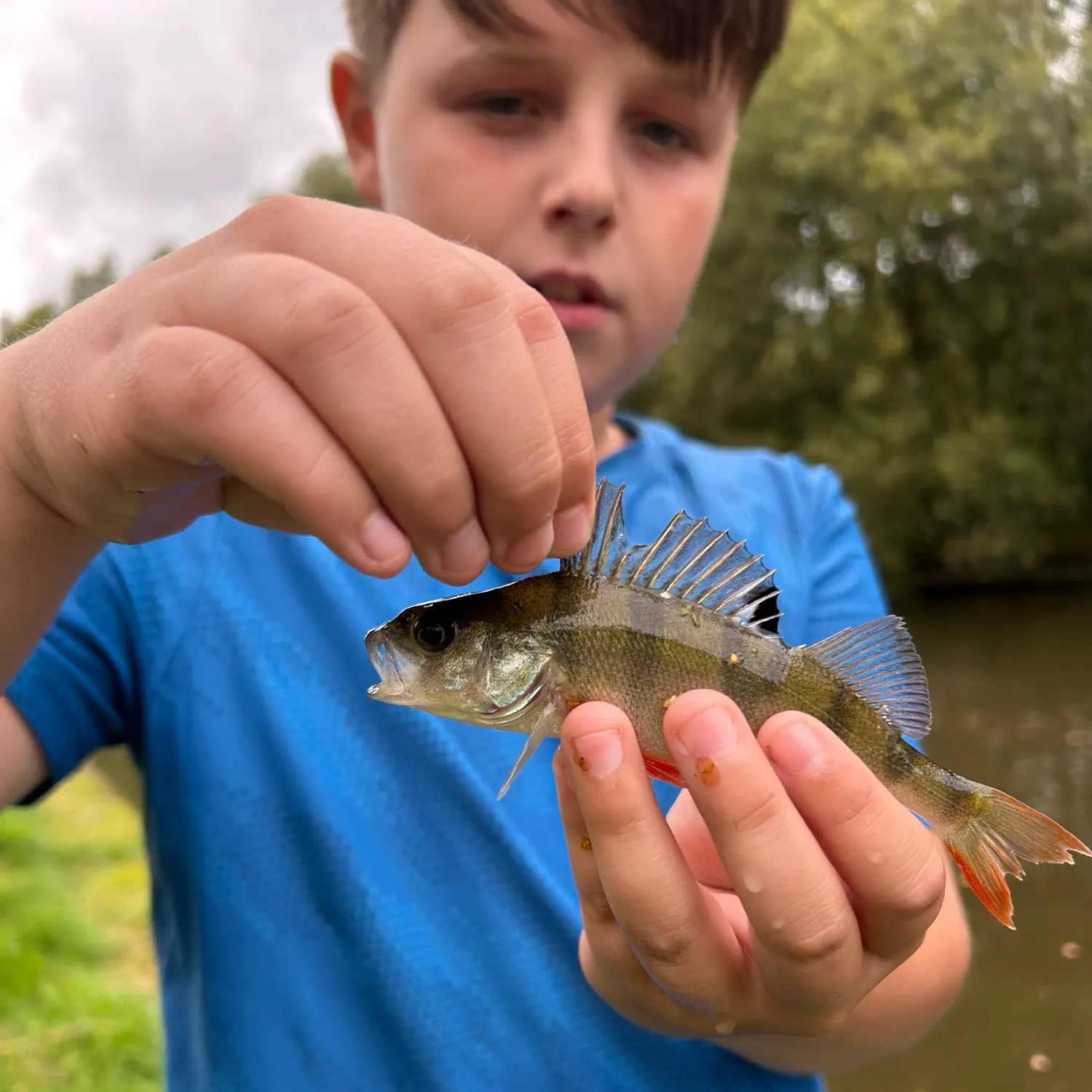 European perch caught on Fishbrain