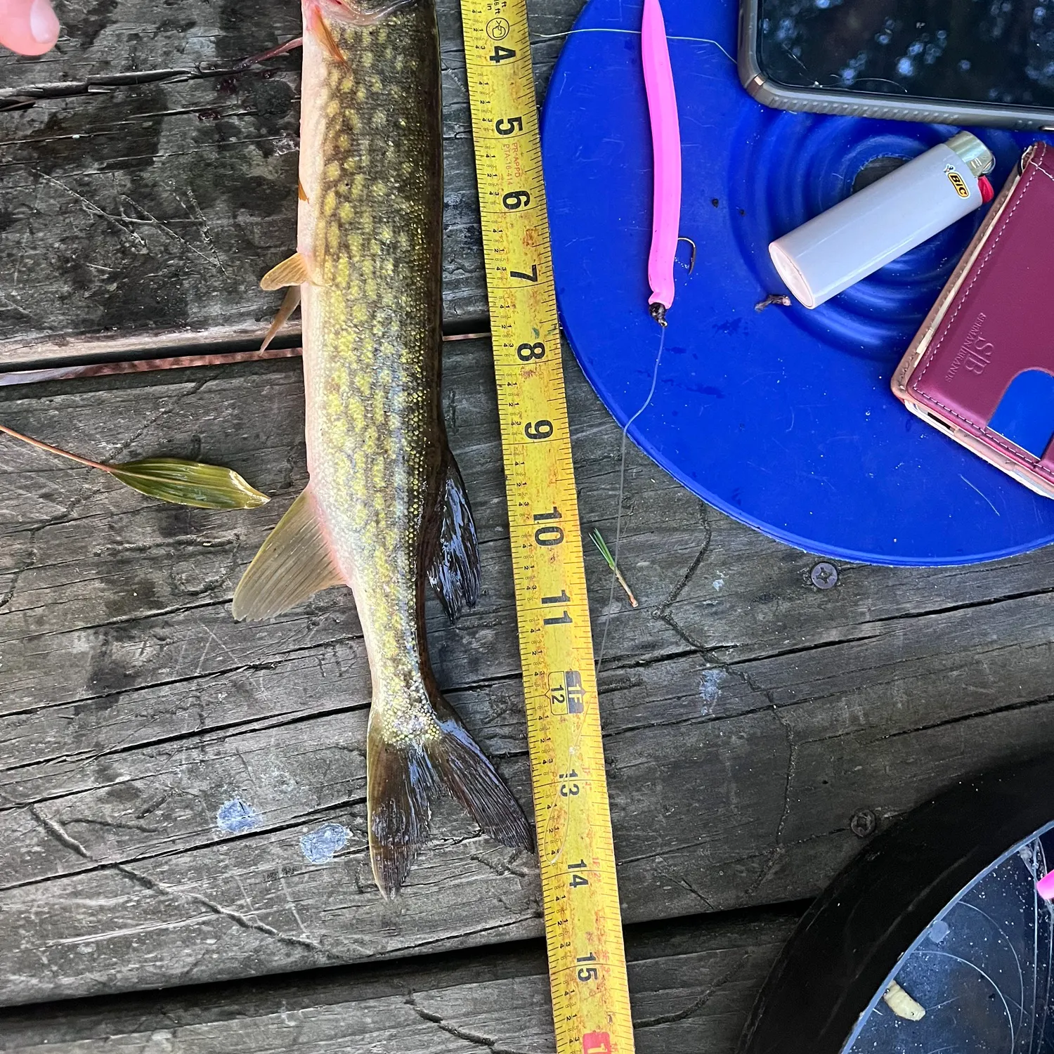 recently logged catches