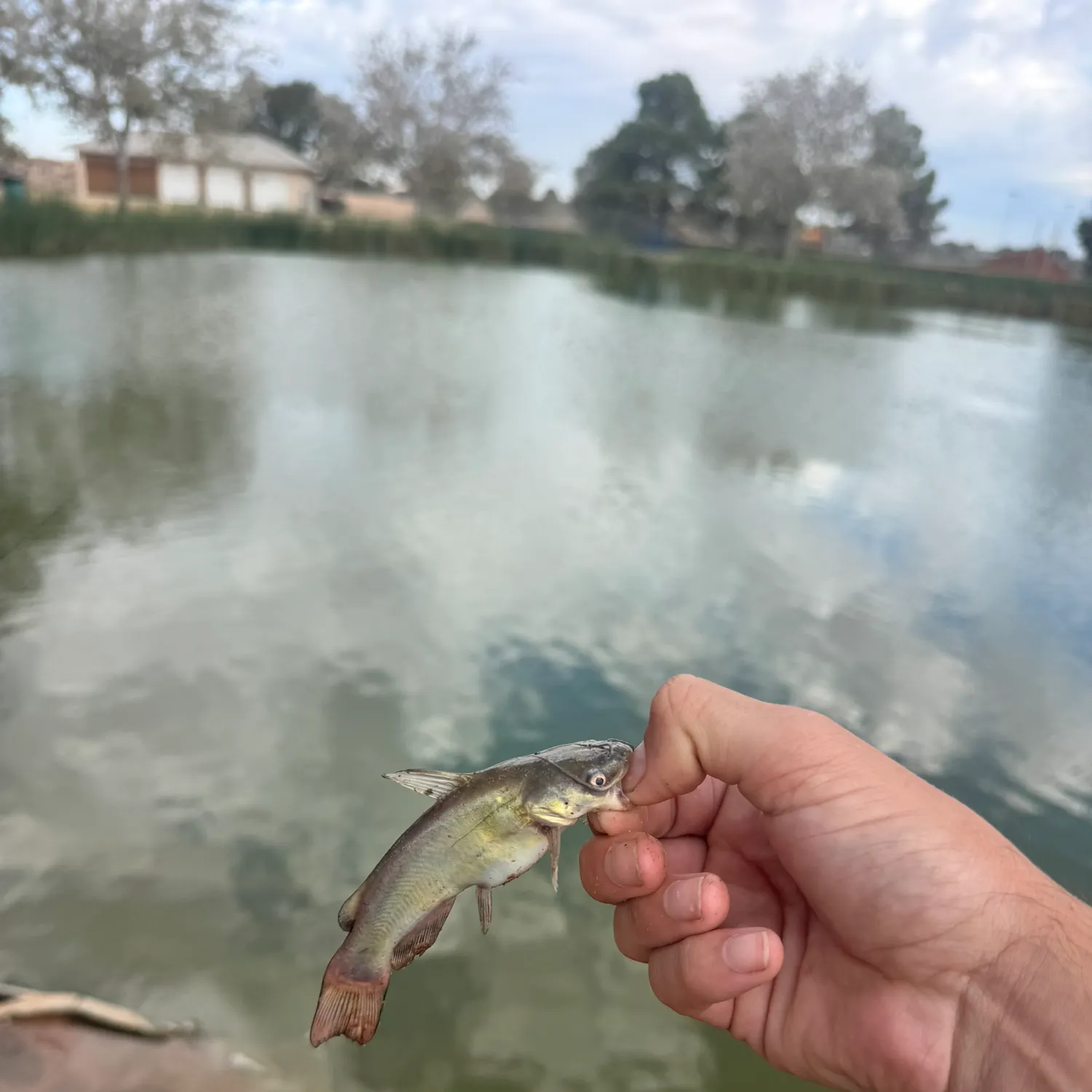 Black bullhead caught on Fishbrain