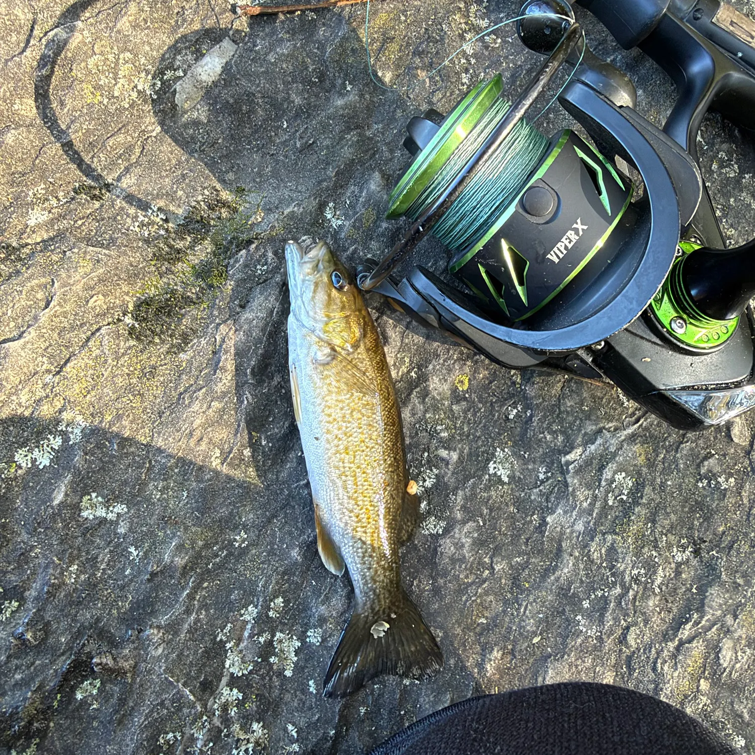 Smallmouth bass caught on Fishbrain