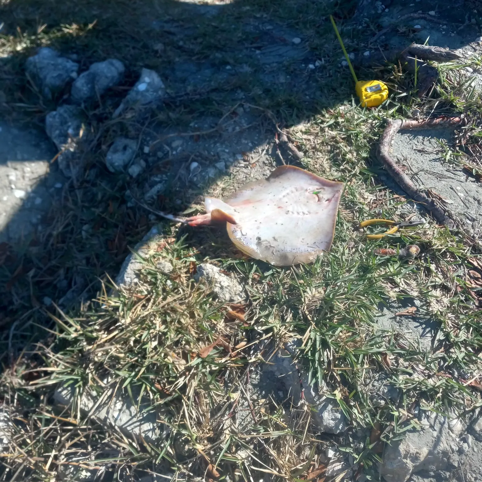 The most recent Atlantic stingray catches on Fishbrain