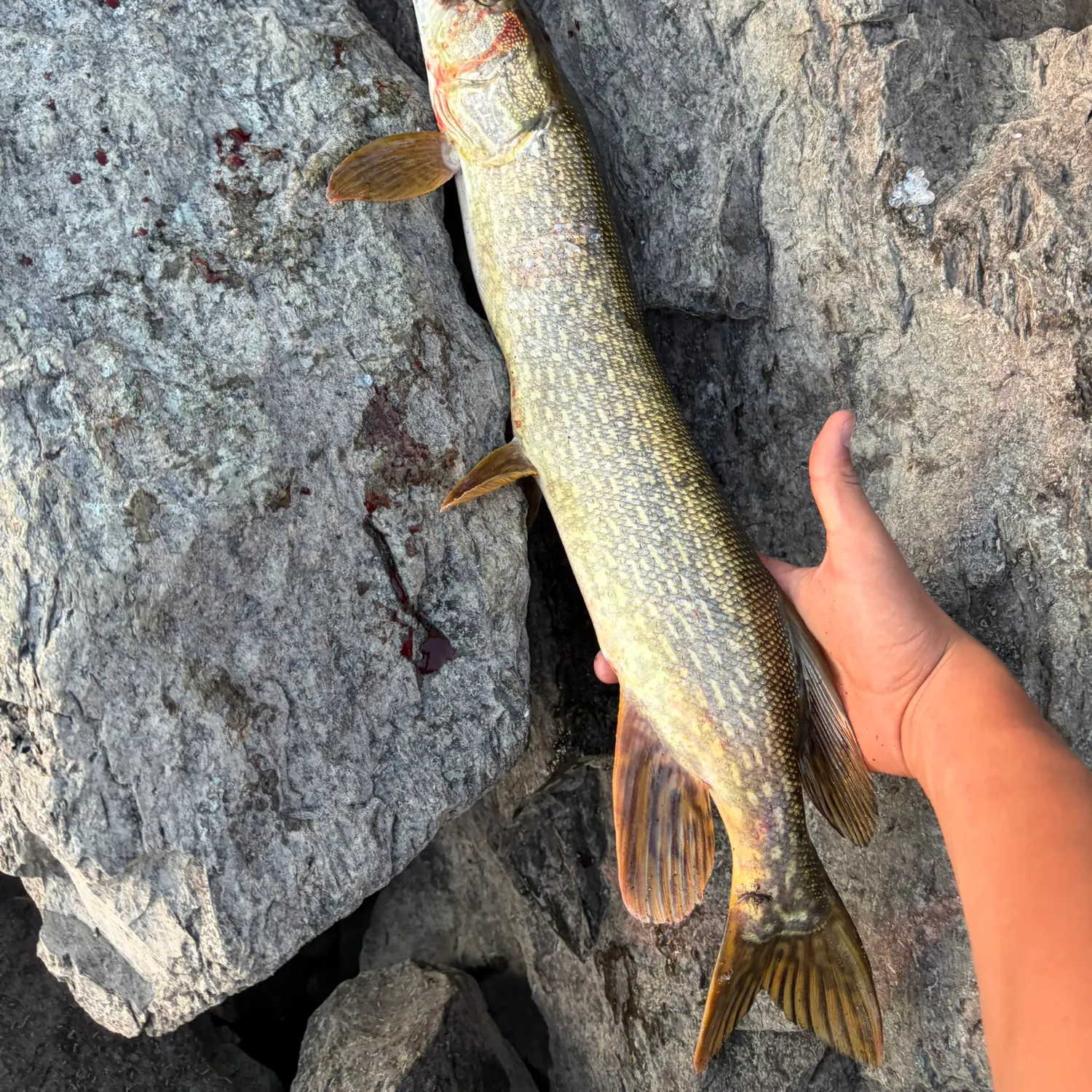 Northern pike caught on Fishbrain