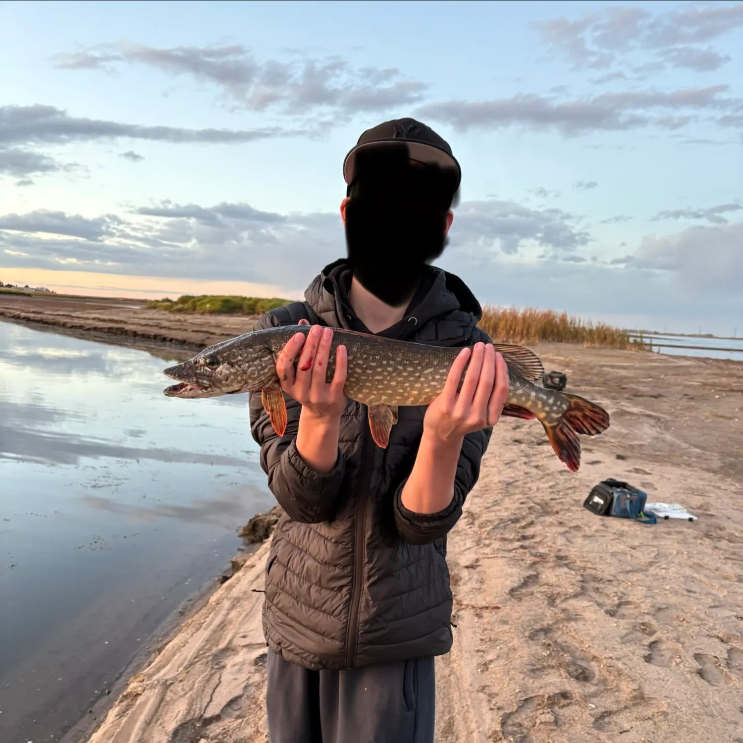 Northern pike caught on Fishbrain