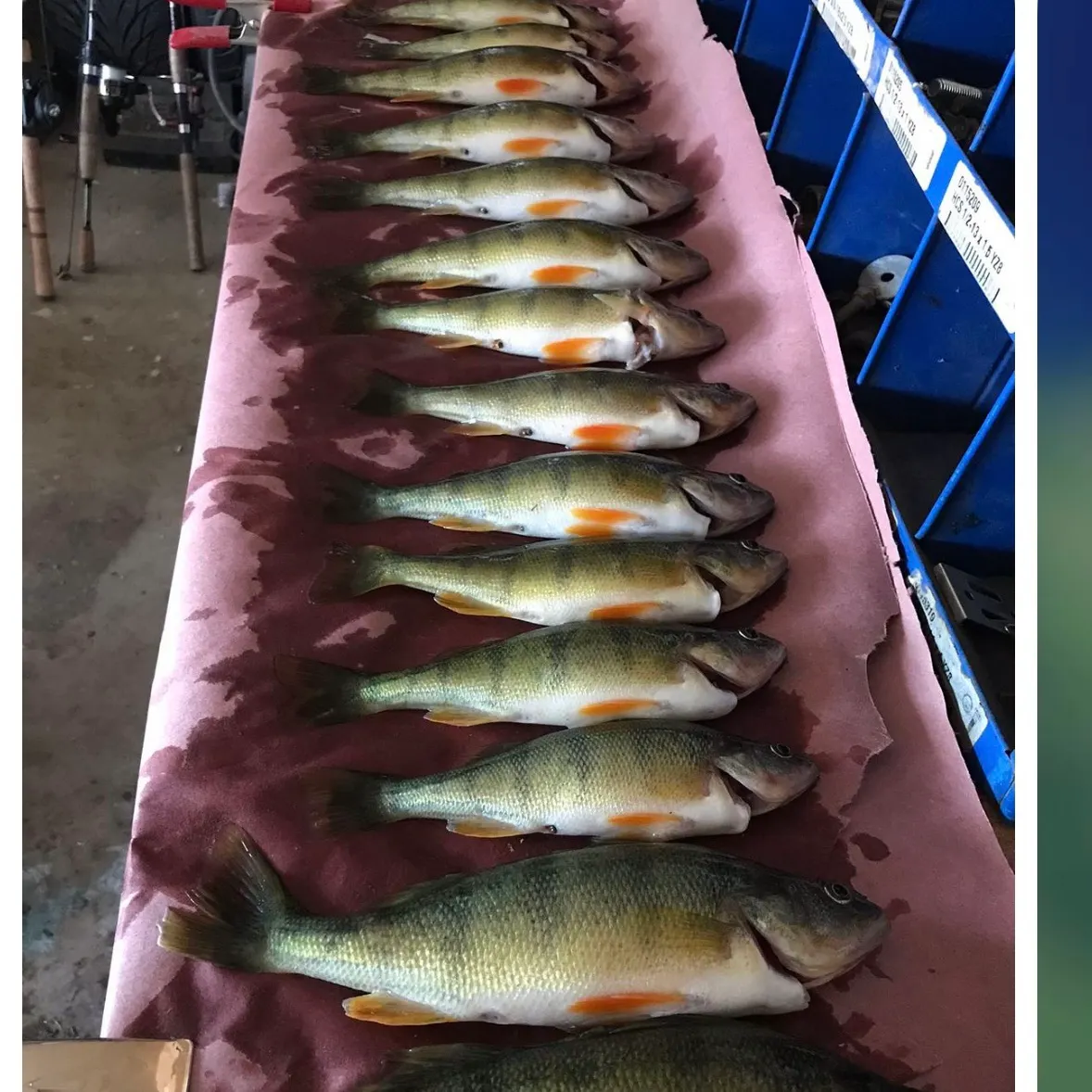 Yellow perch caught on Fishbrain