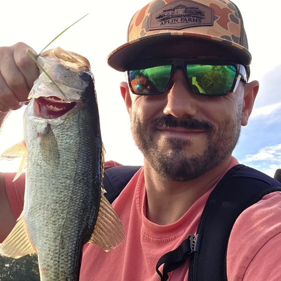Largemouth bass caught on Fishbrain