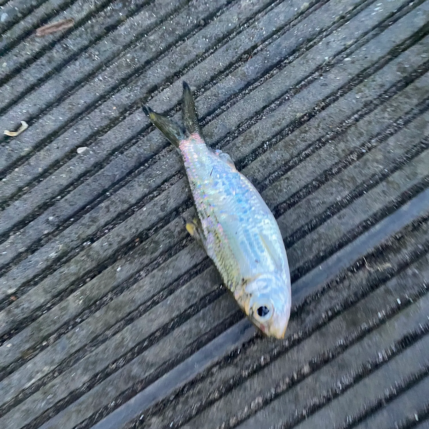 The most recent Atlantic herring catches on Fishbrain