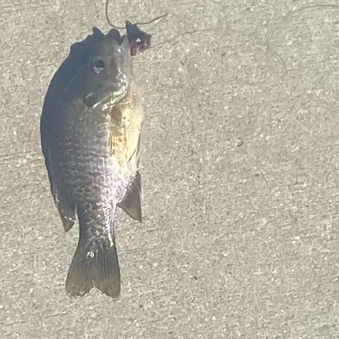 Redspotted sunfish caught on Fishbrain