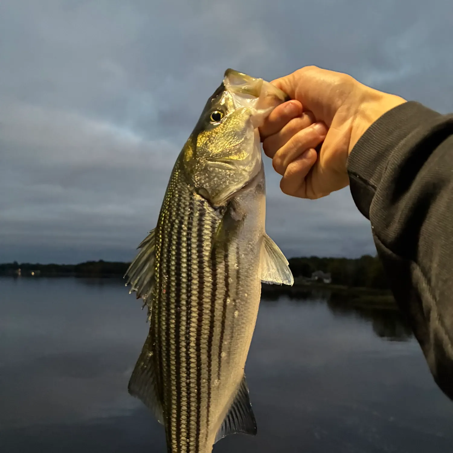 Striped bass caught on Fishbrain
