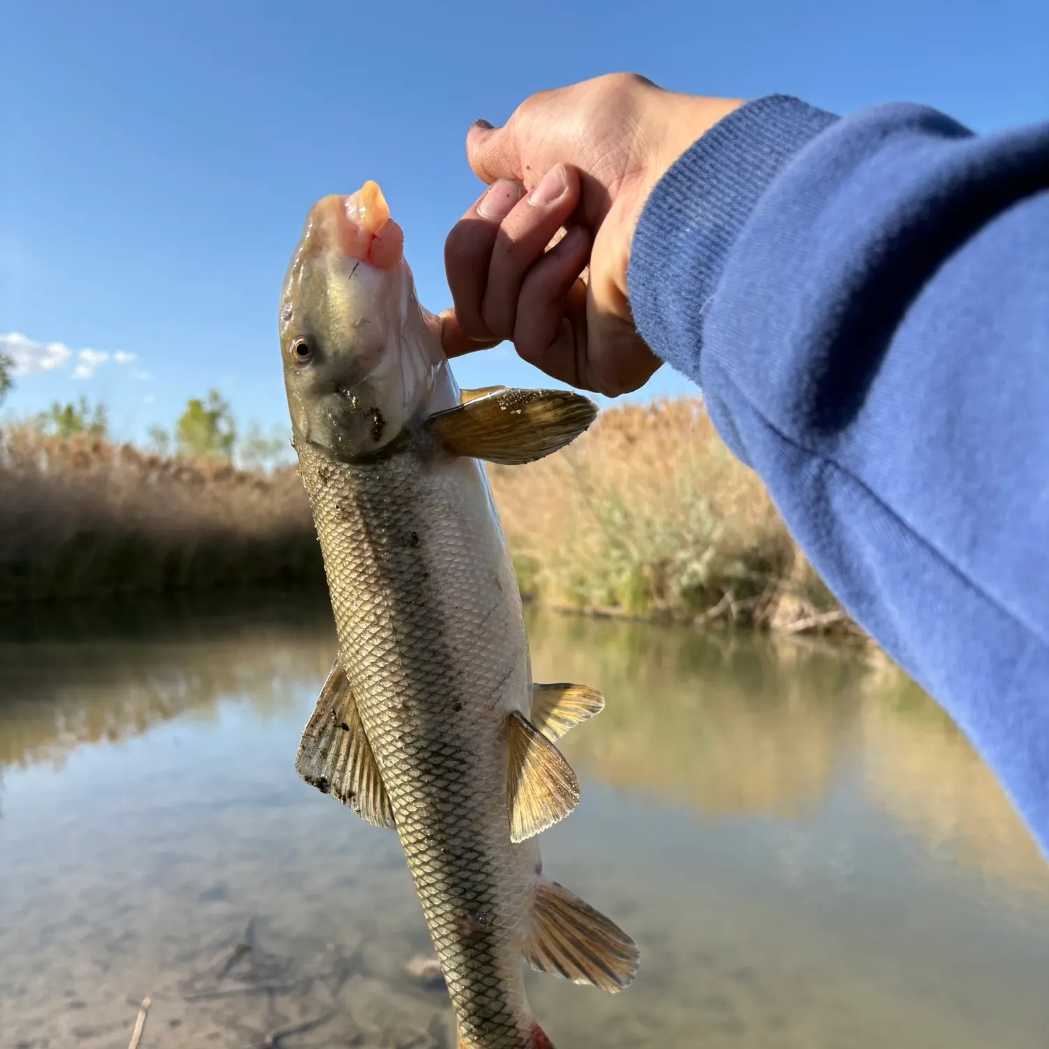 The most recent Sacramento sucker catches on Fishbrain