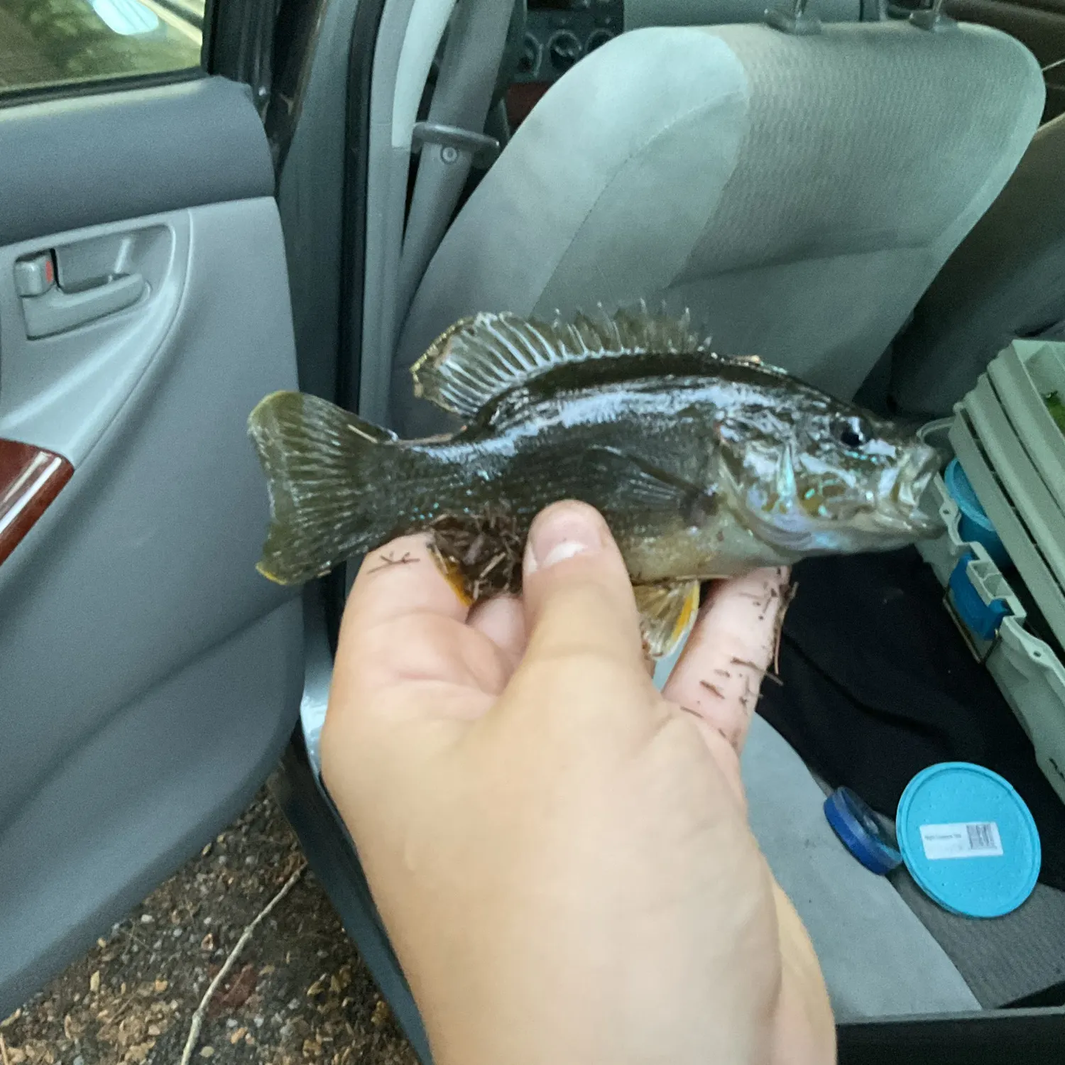 Green sunfish caught on Fishbrain