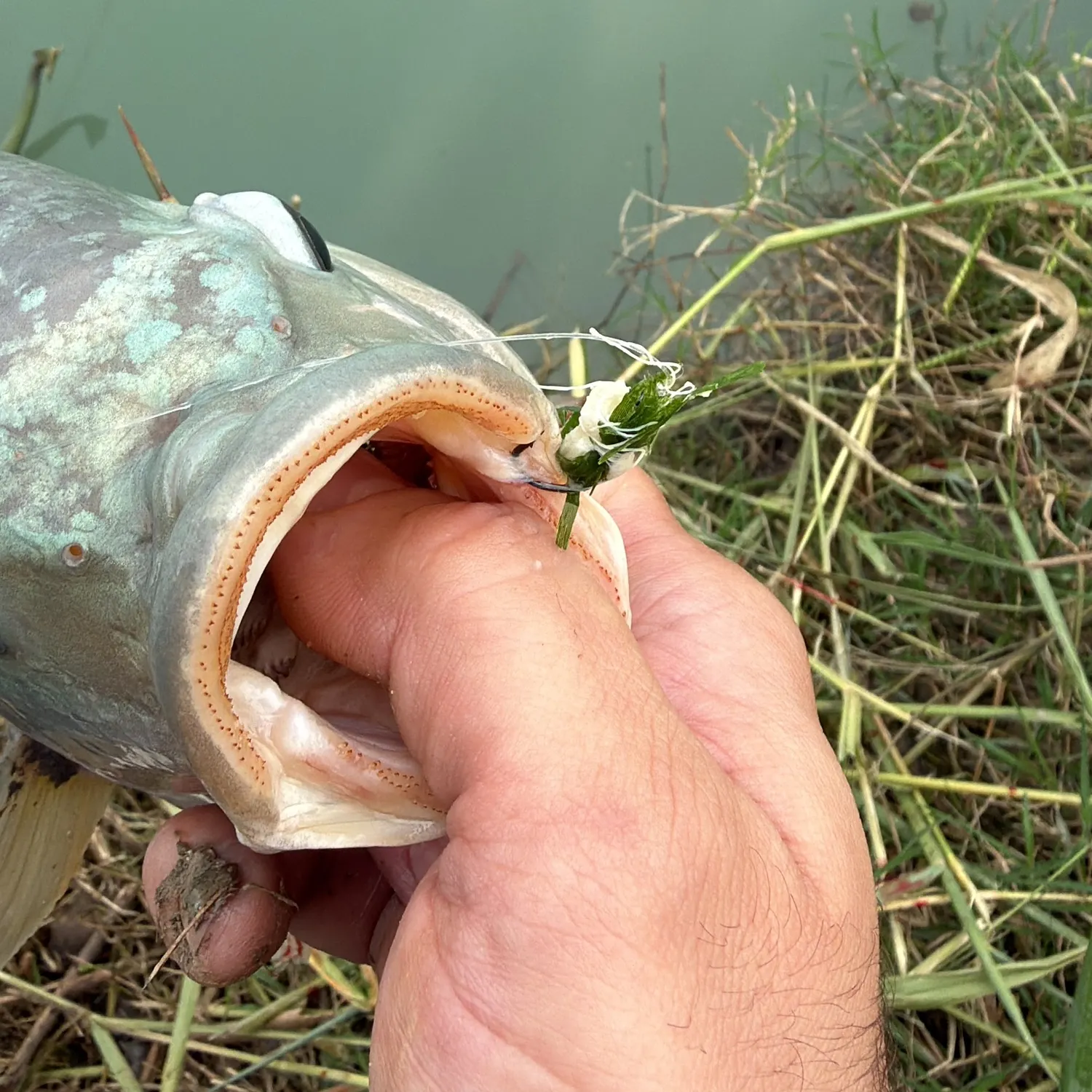 The most recent Redbreast tilapia catches on Fishbrain