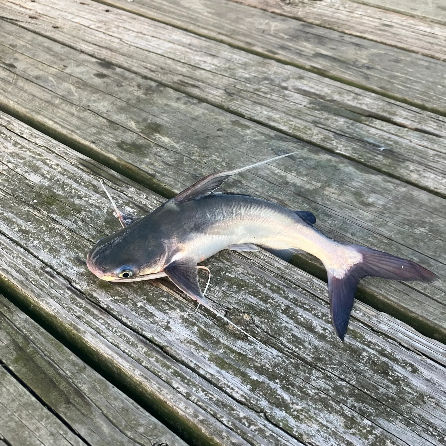 Gafftopsail sea catfish caught on Fishbrain