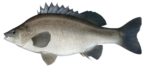 Bidyan perch