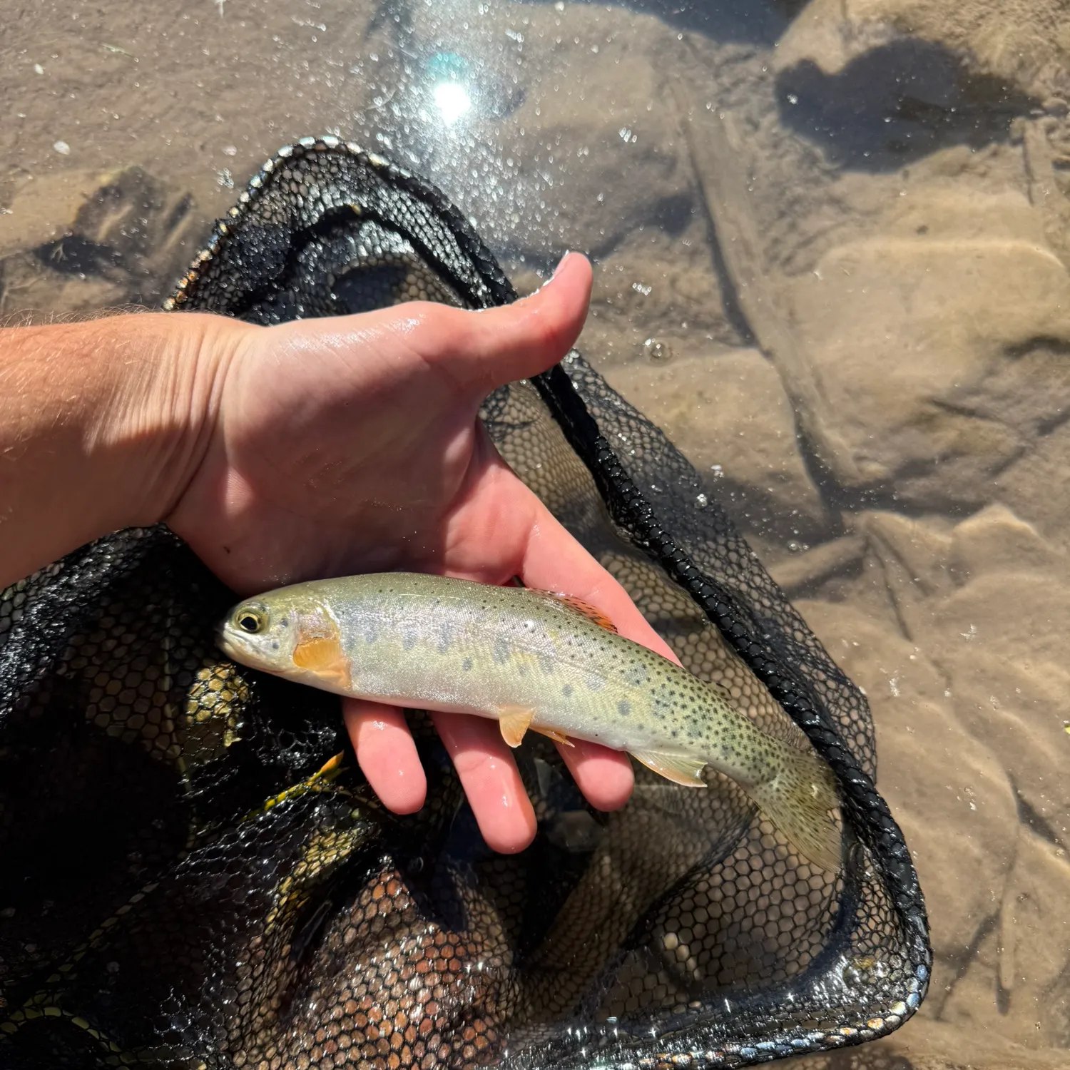 The most recent Westlope cutthroat trout catches on Fishbrain