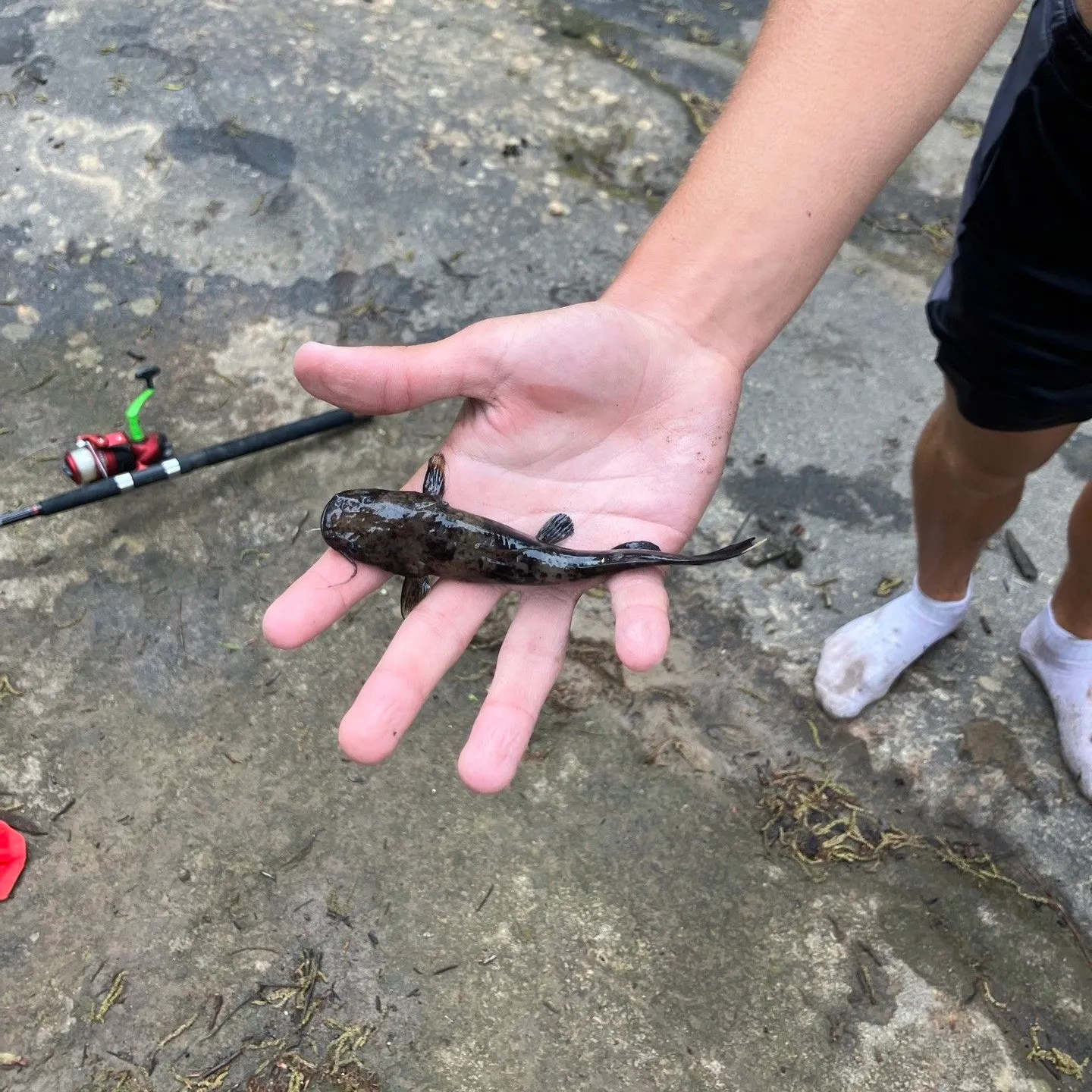 The most recent Flathead catfish catches on Fishbrain