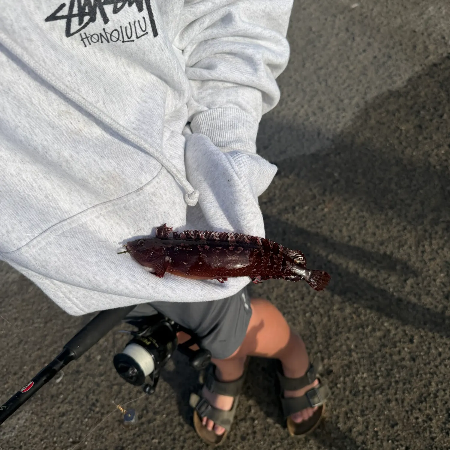The most recent Monkeyface prickleback catches on Fishbrain