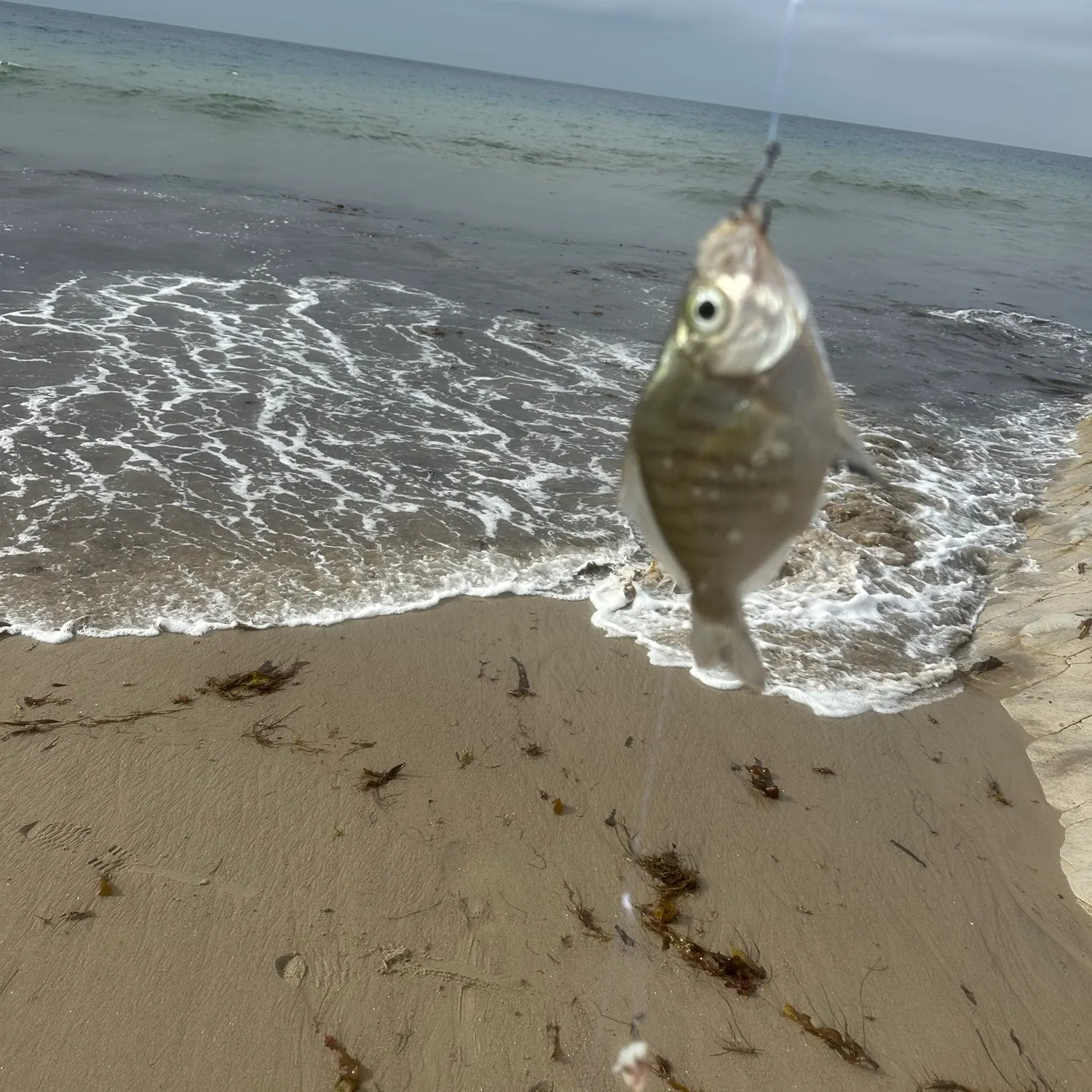 Walleye surfperch caught on Fishbrain