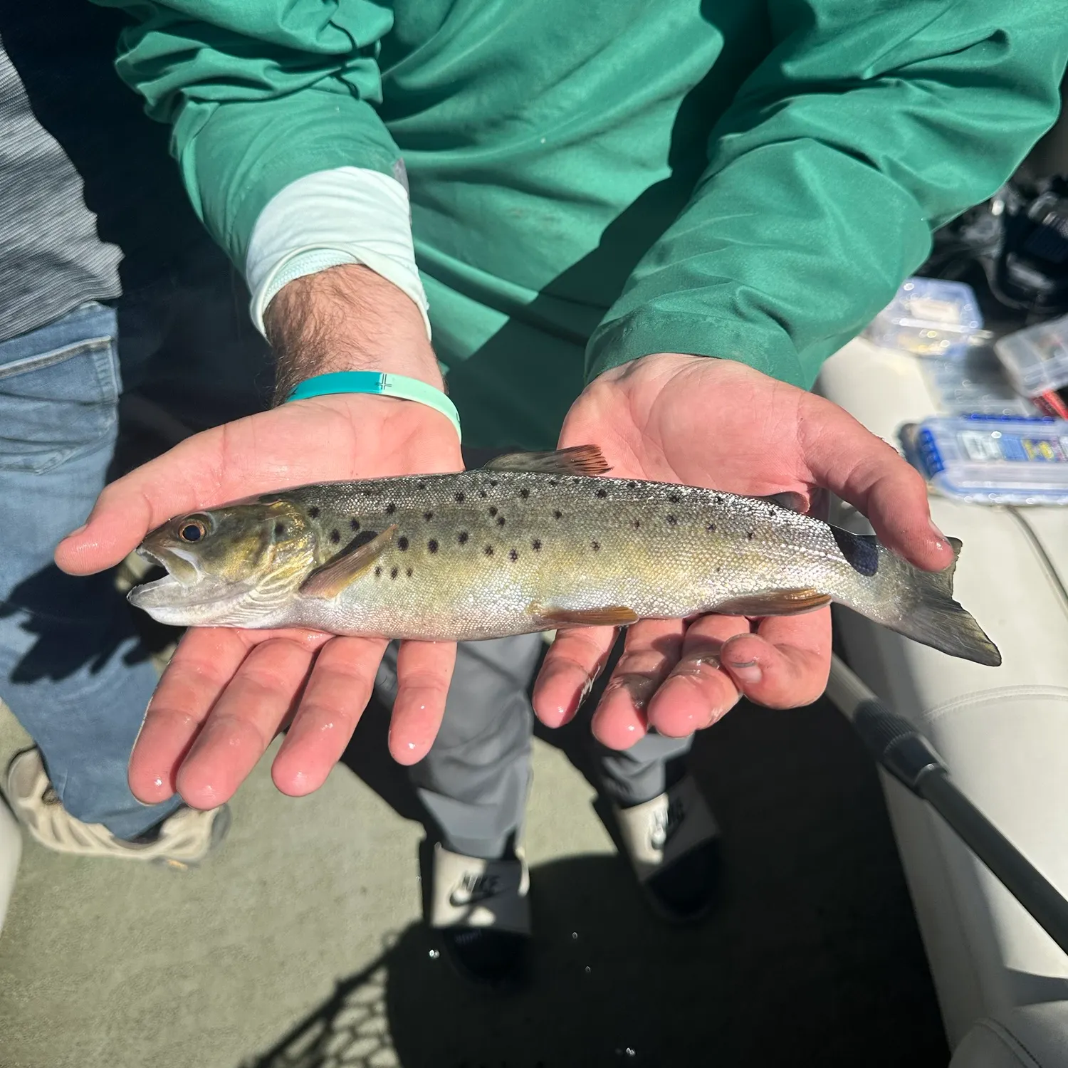 Brown trout caught on Fishbrain