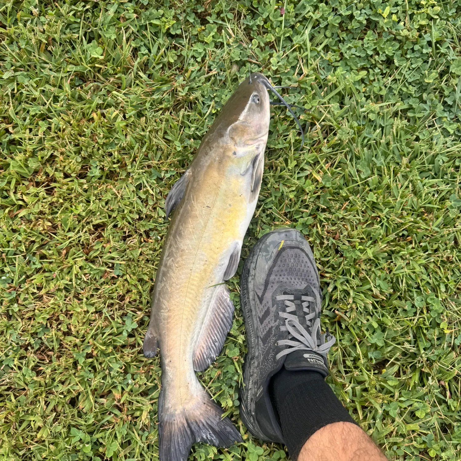 Channel catfish caught on Fishbrain