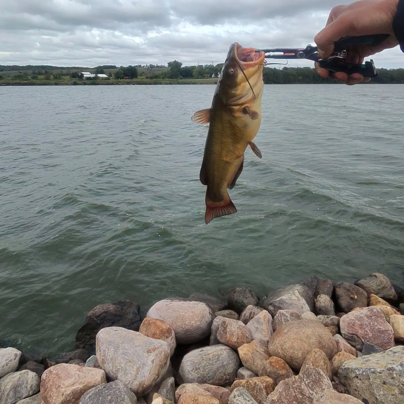 Black bullhead caught on Fishbrain