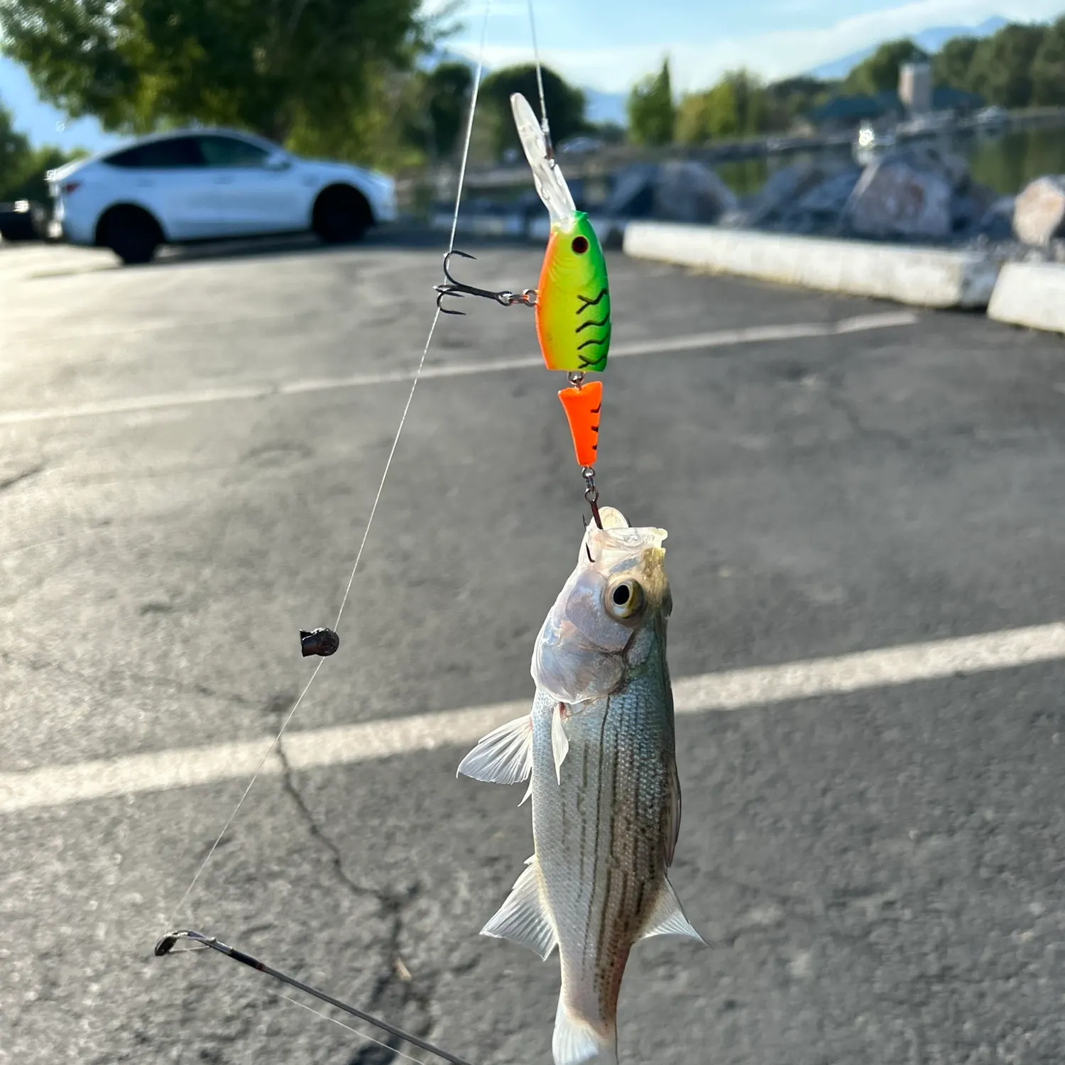 The most recent White bass catches on Fishbrain